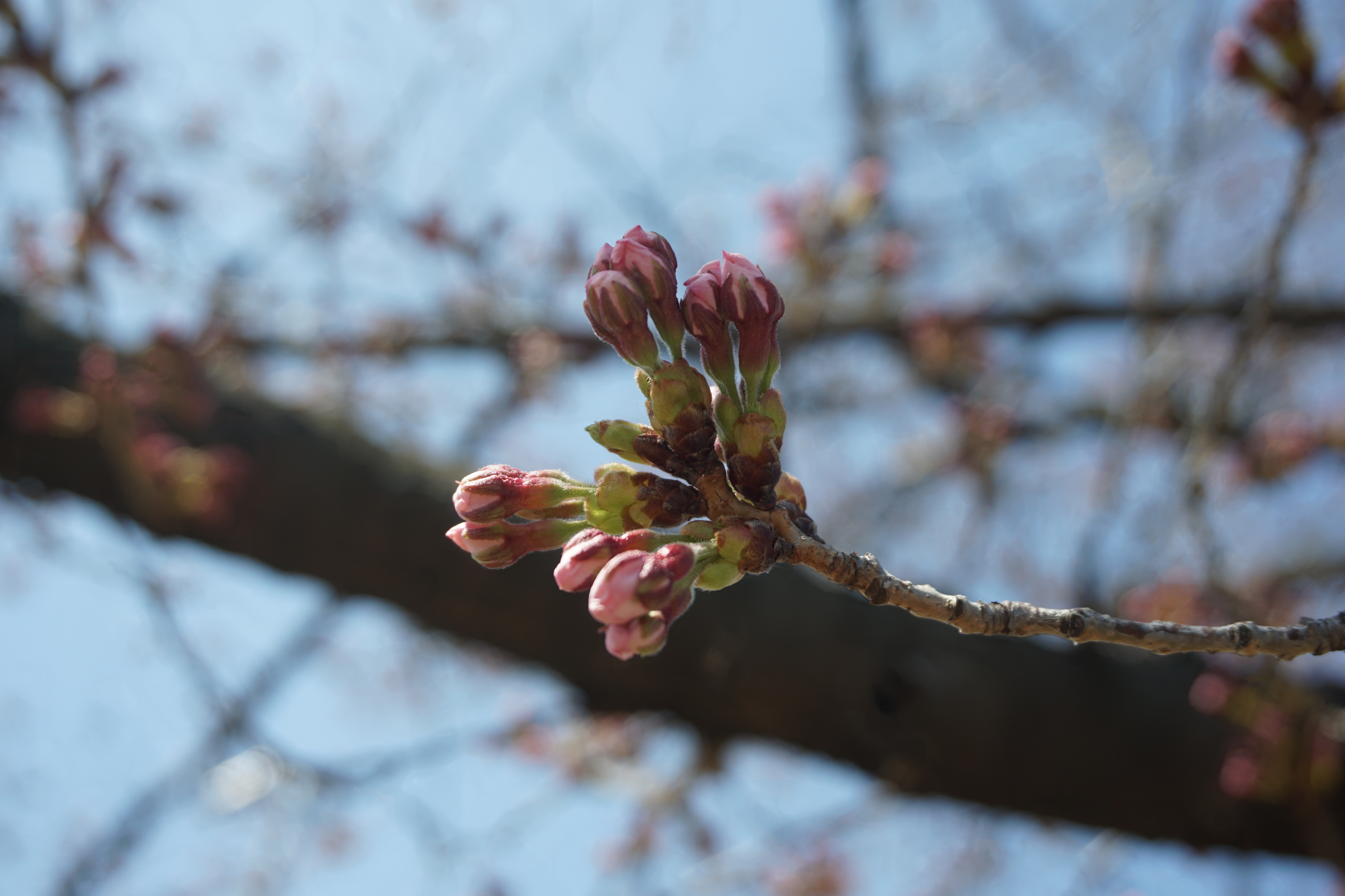 4月8日に撮影した桜のつぼみ