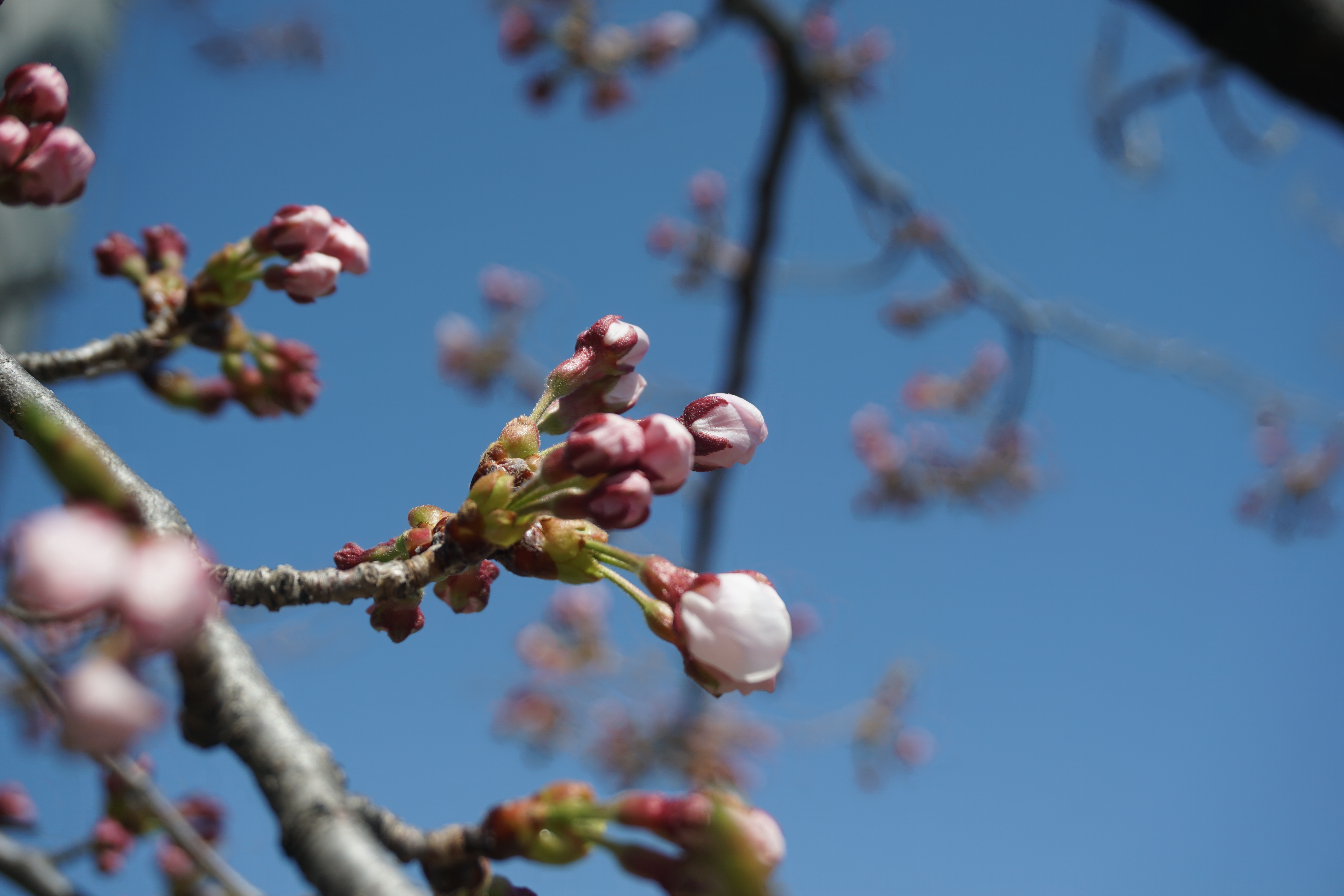 膨らんできた桜のつぼみ