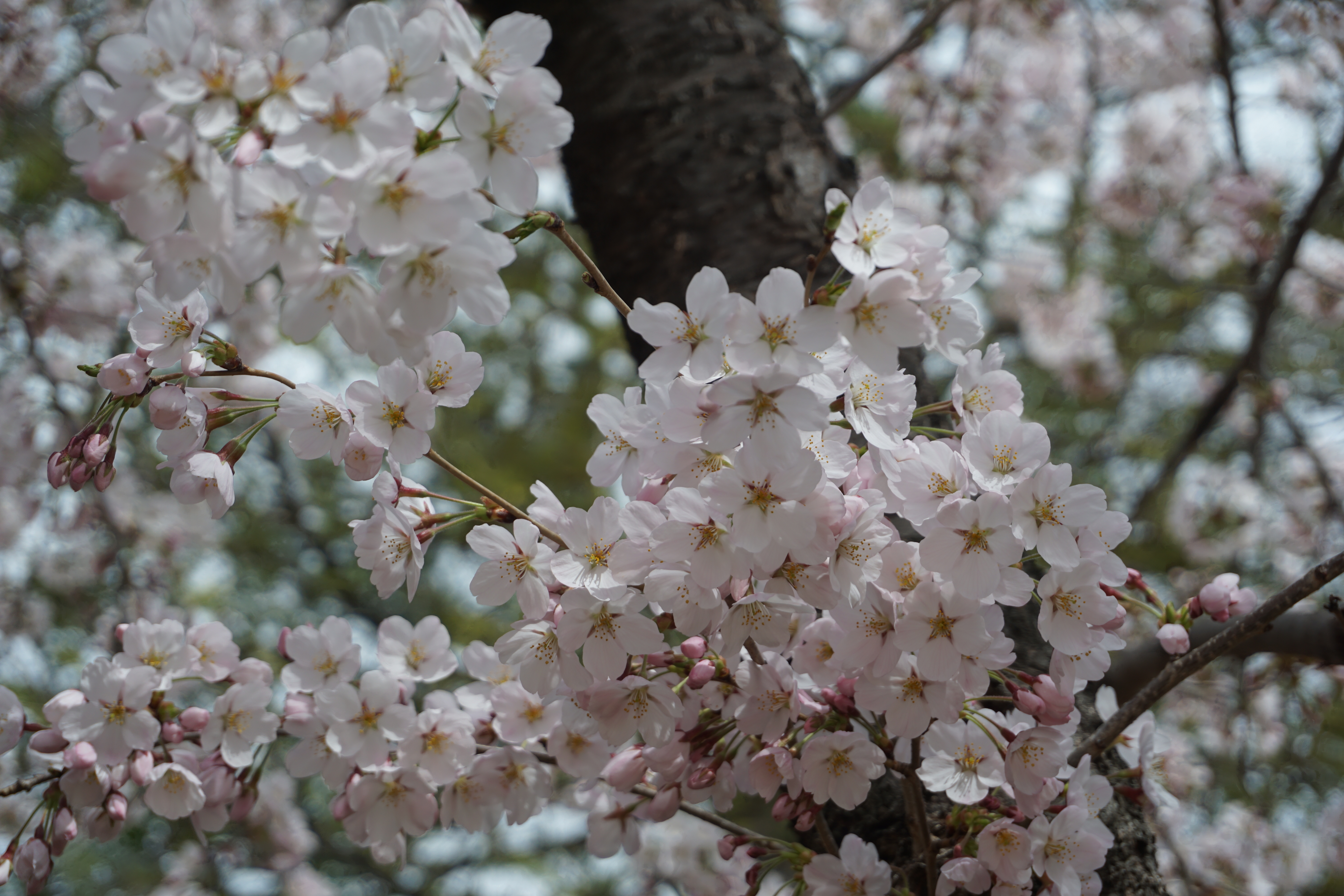 4月11日に撮影した桜