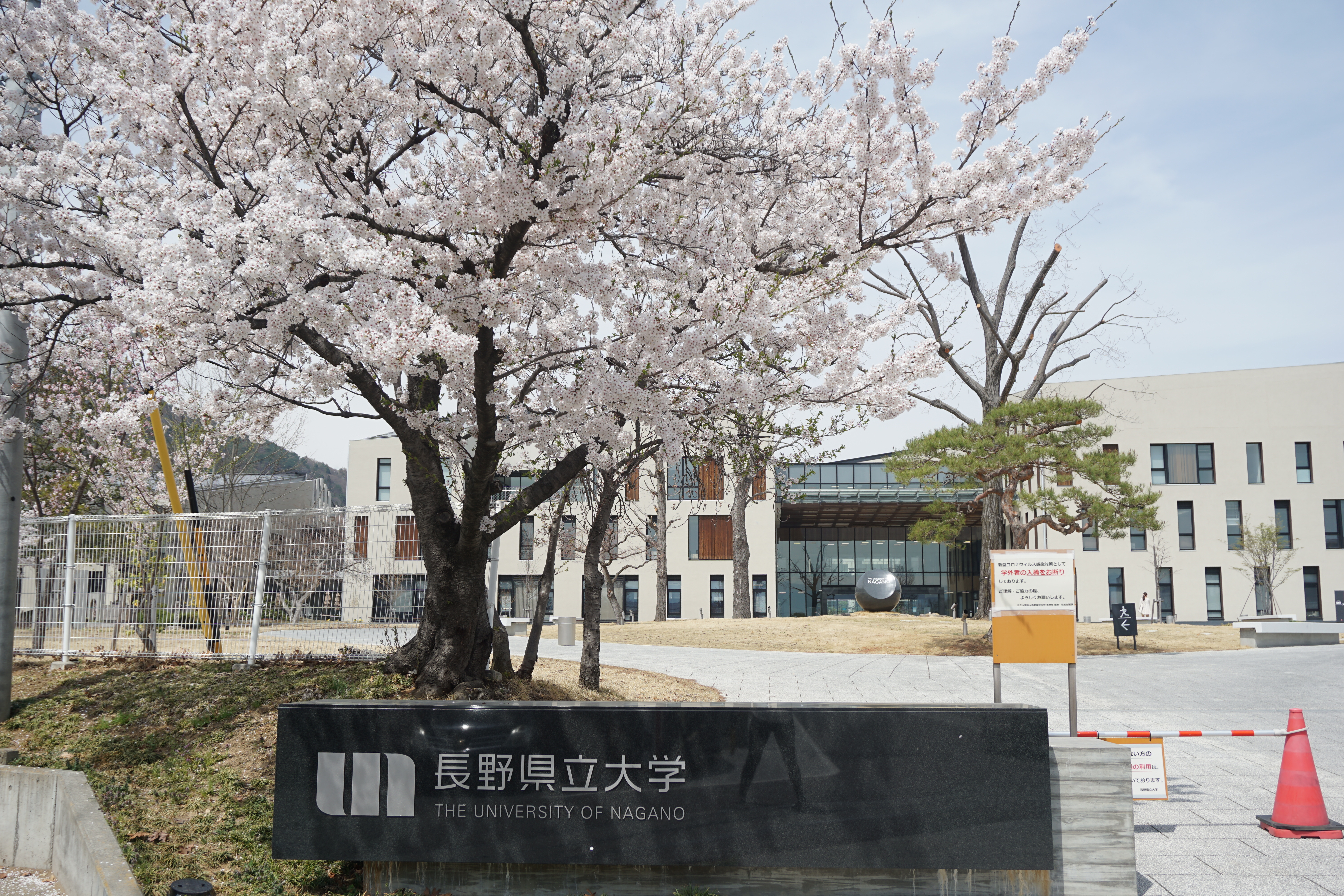 4月13日に撮影した桜