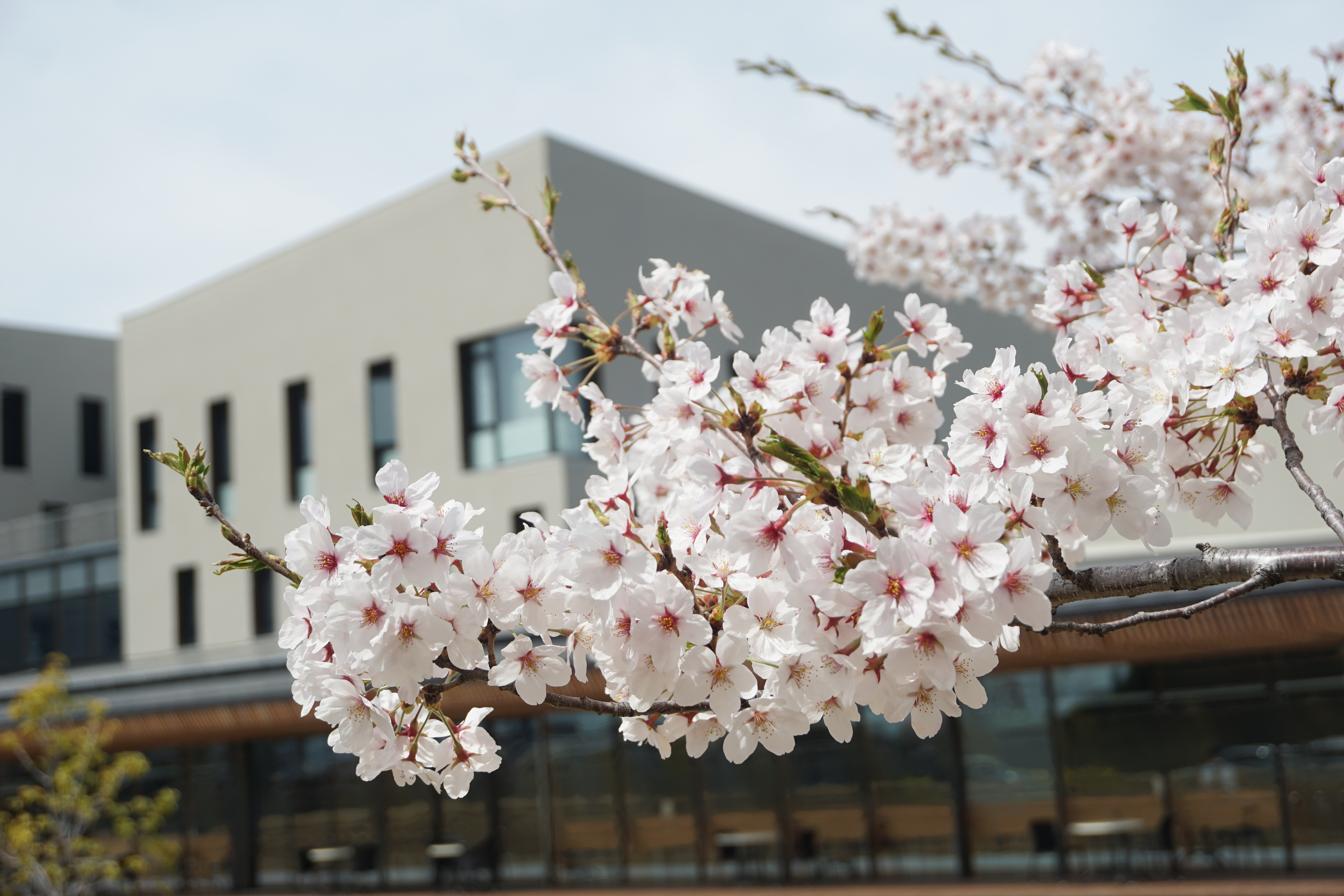 4月13日に撮影した桜