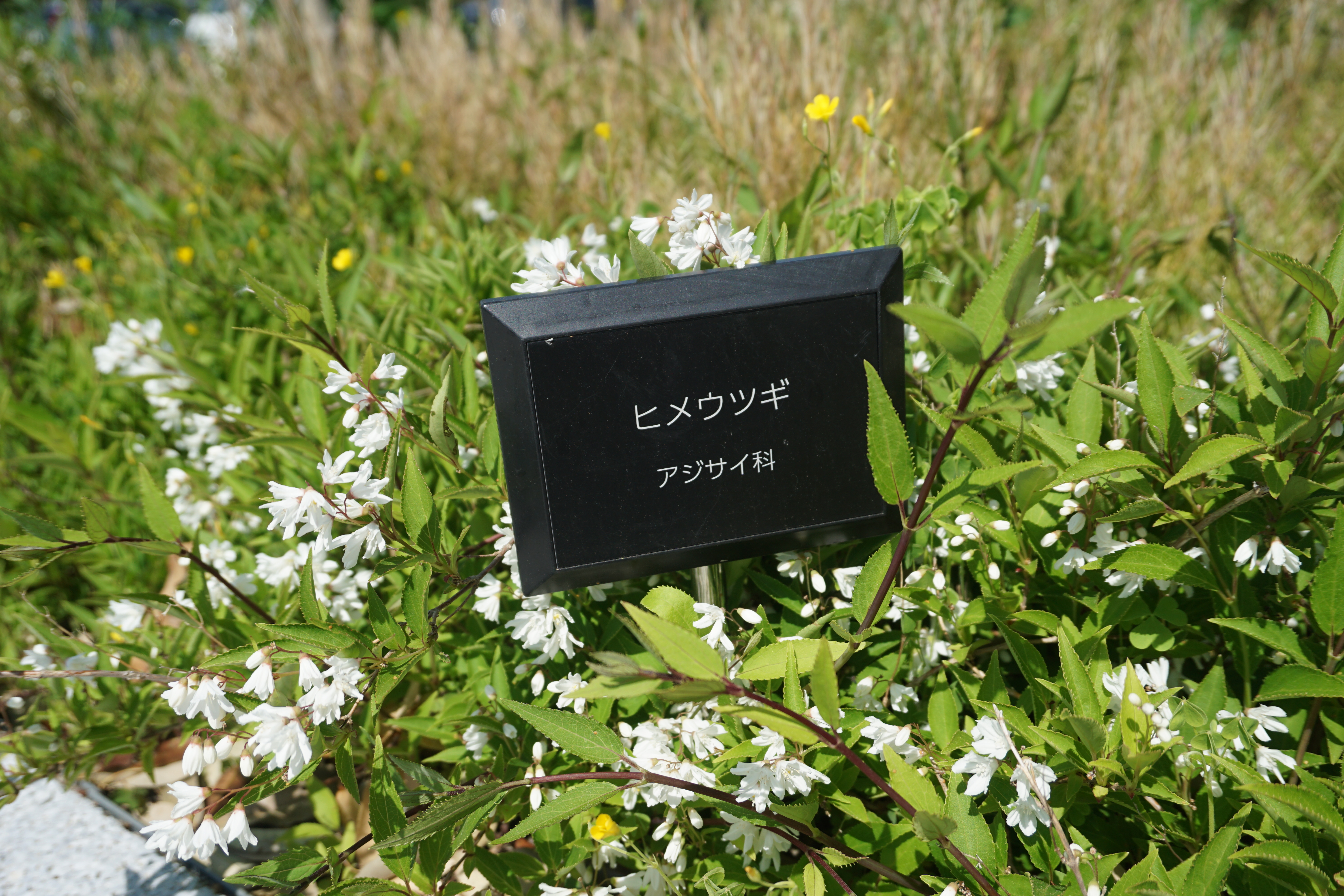 ヒメウツギの花