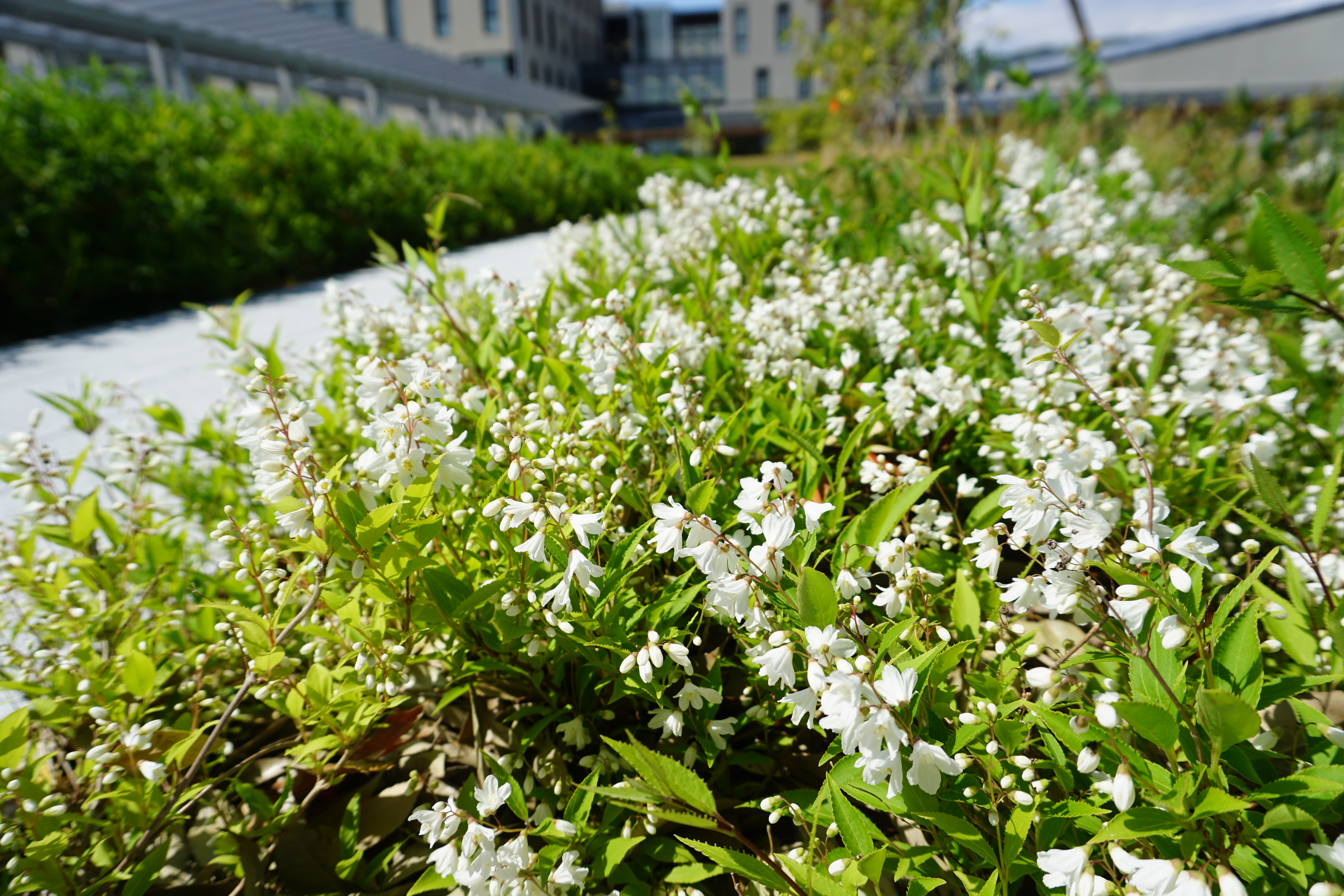 ヒメウツギの花