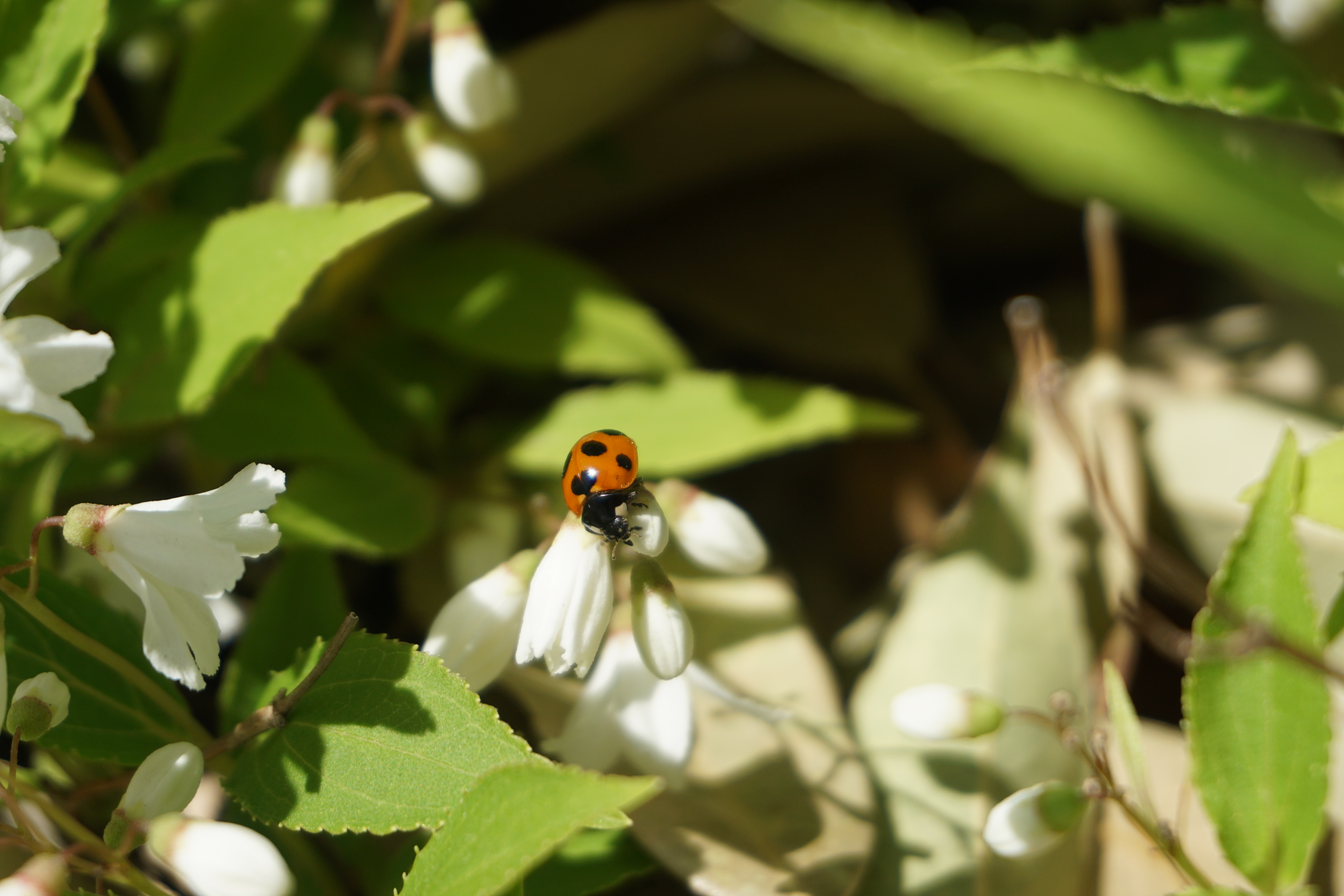 ヒメウツギの花にてんとう虫が