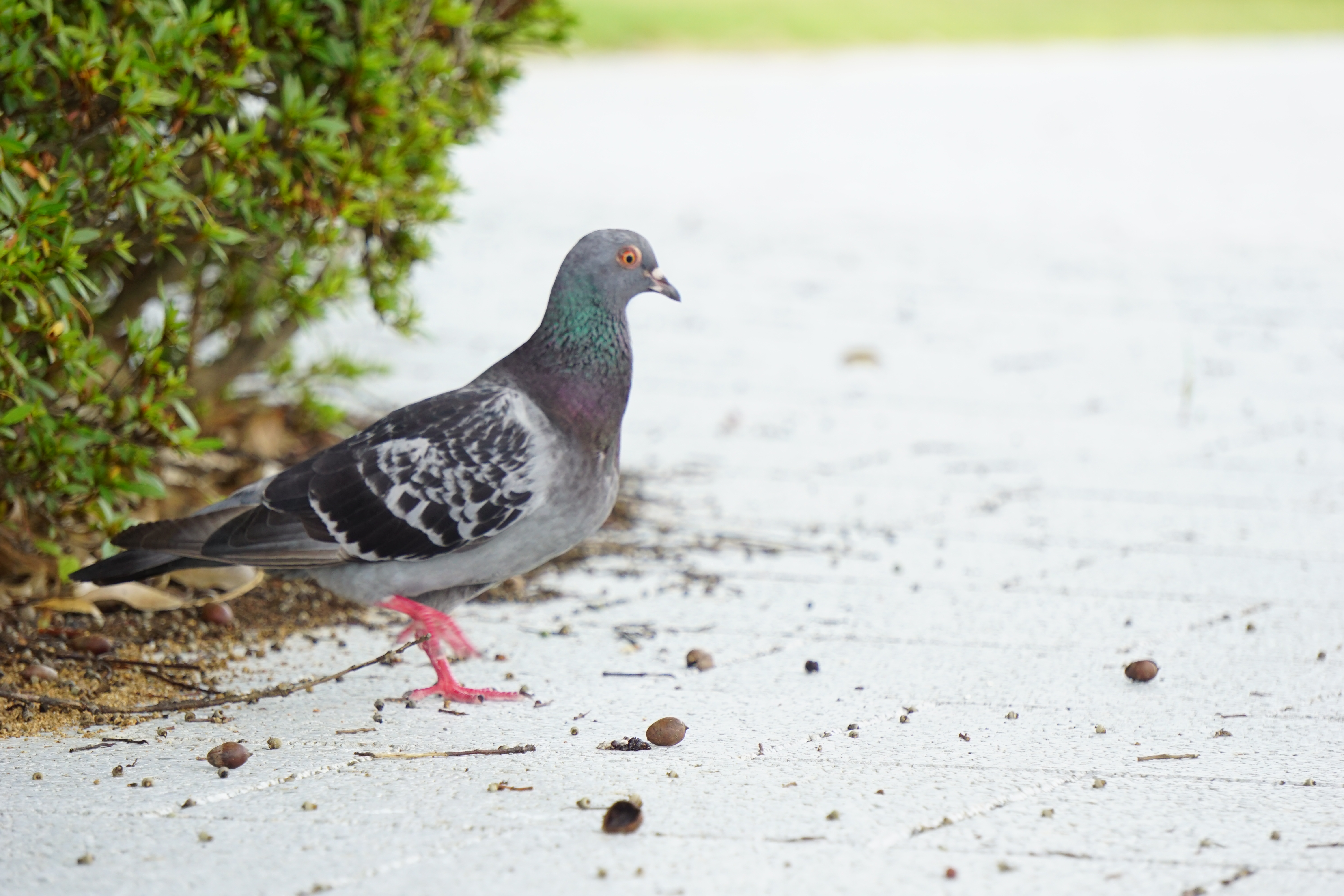 地面をついばんでいた鳩