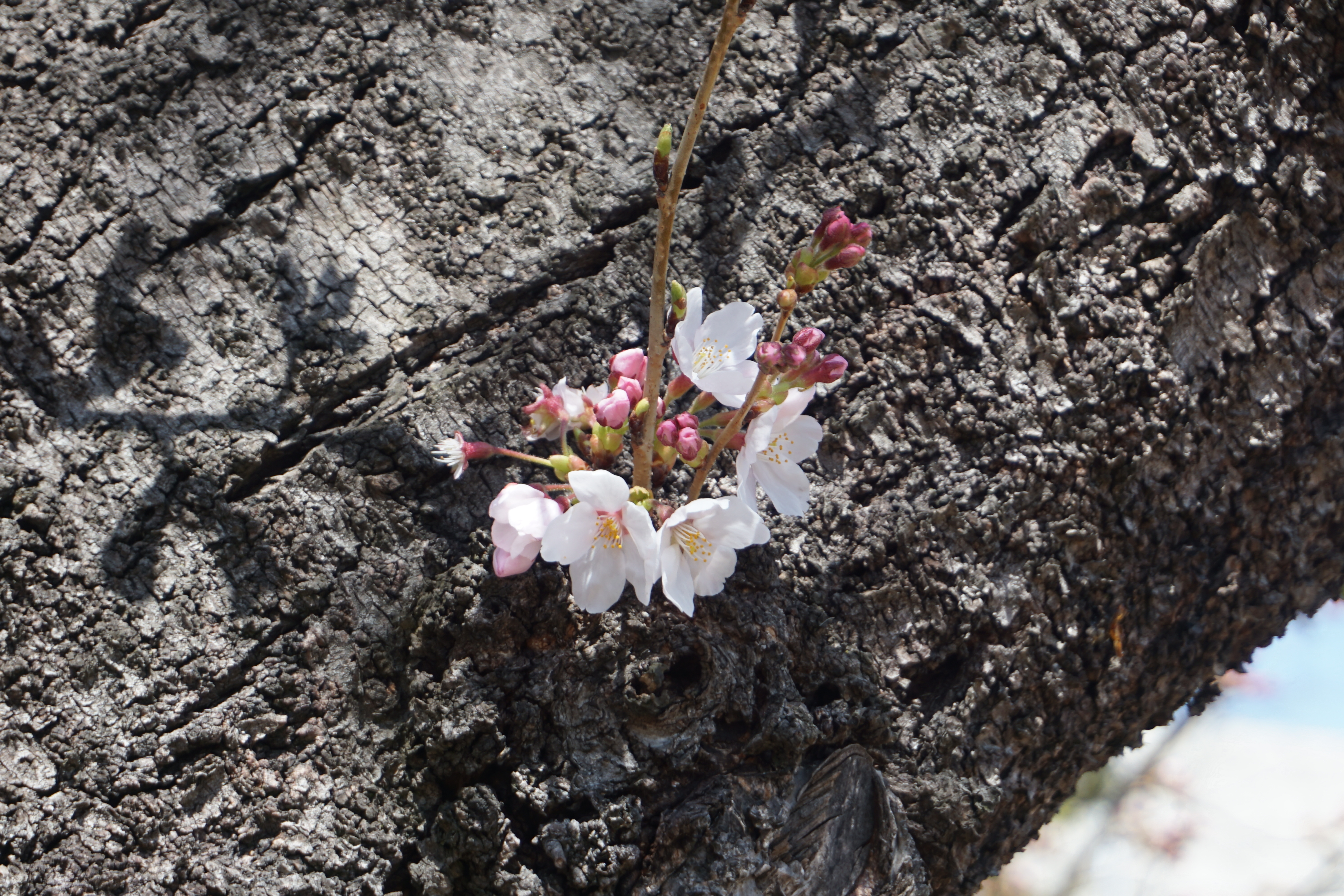 桜の幹に咲いた初桜