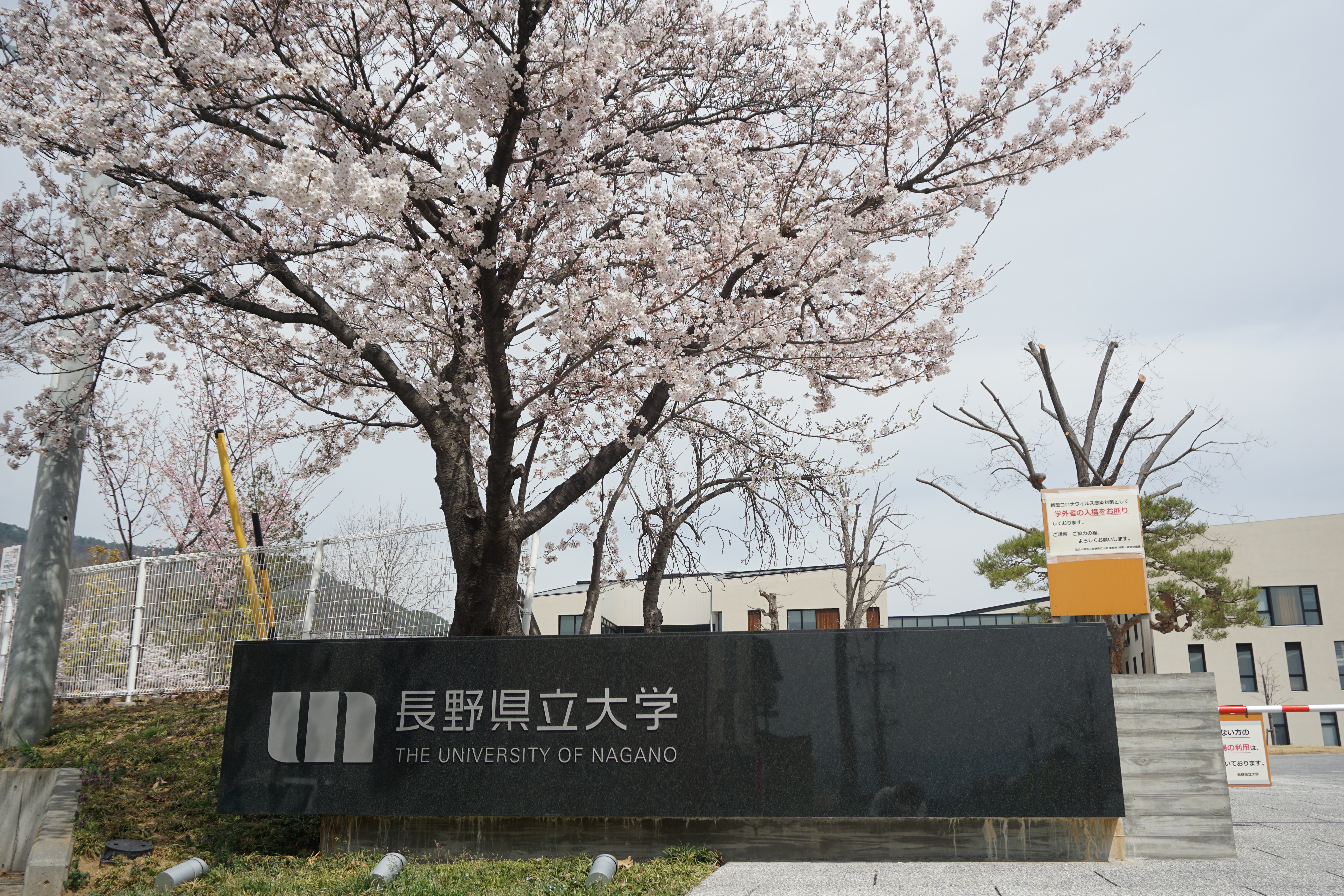 4月11日に撮影した桜
