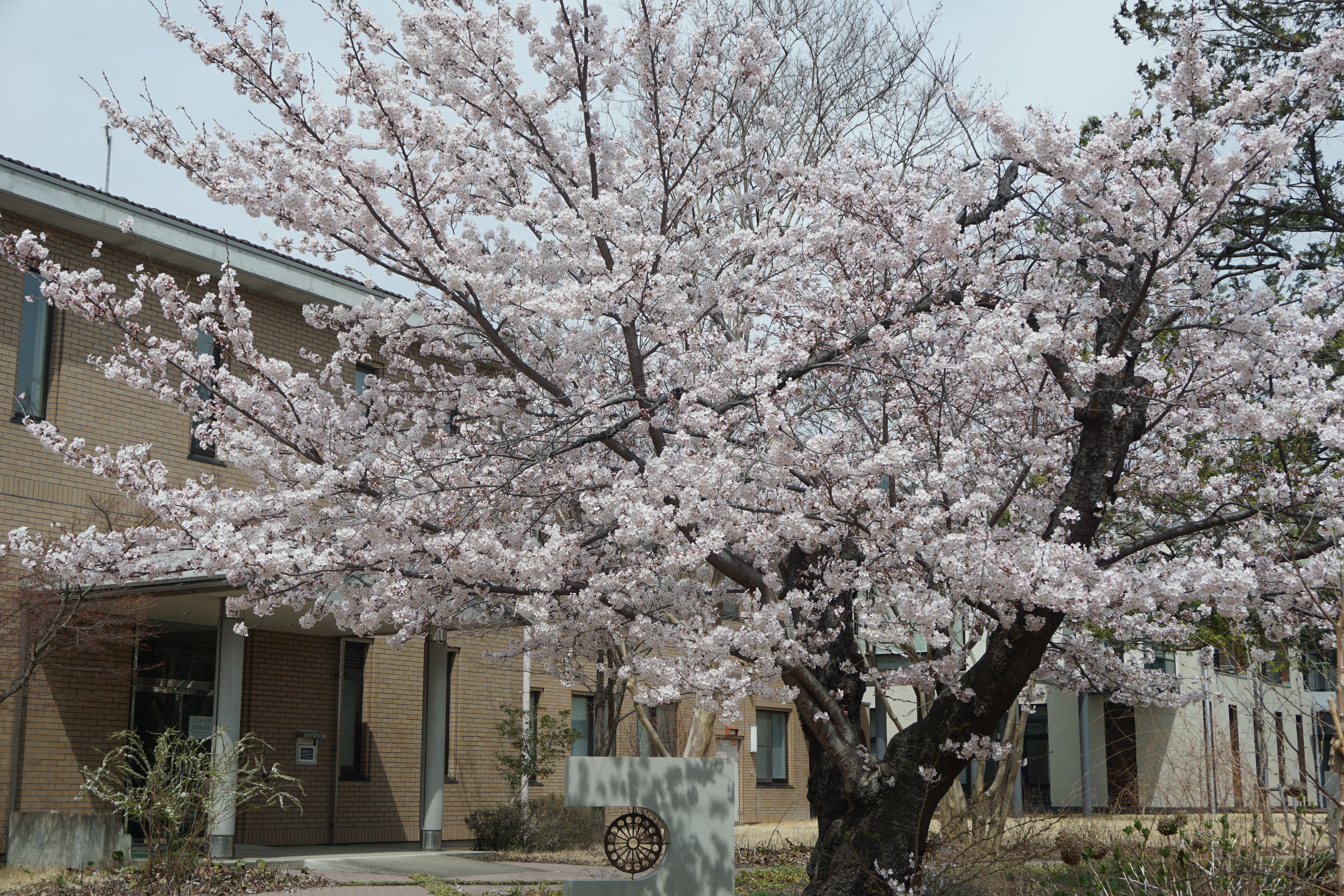 4月11日に撮影した桜