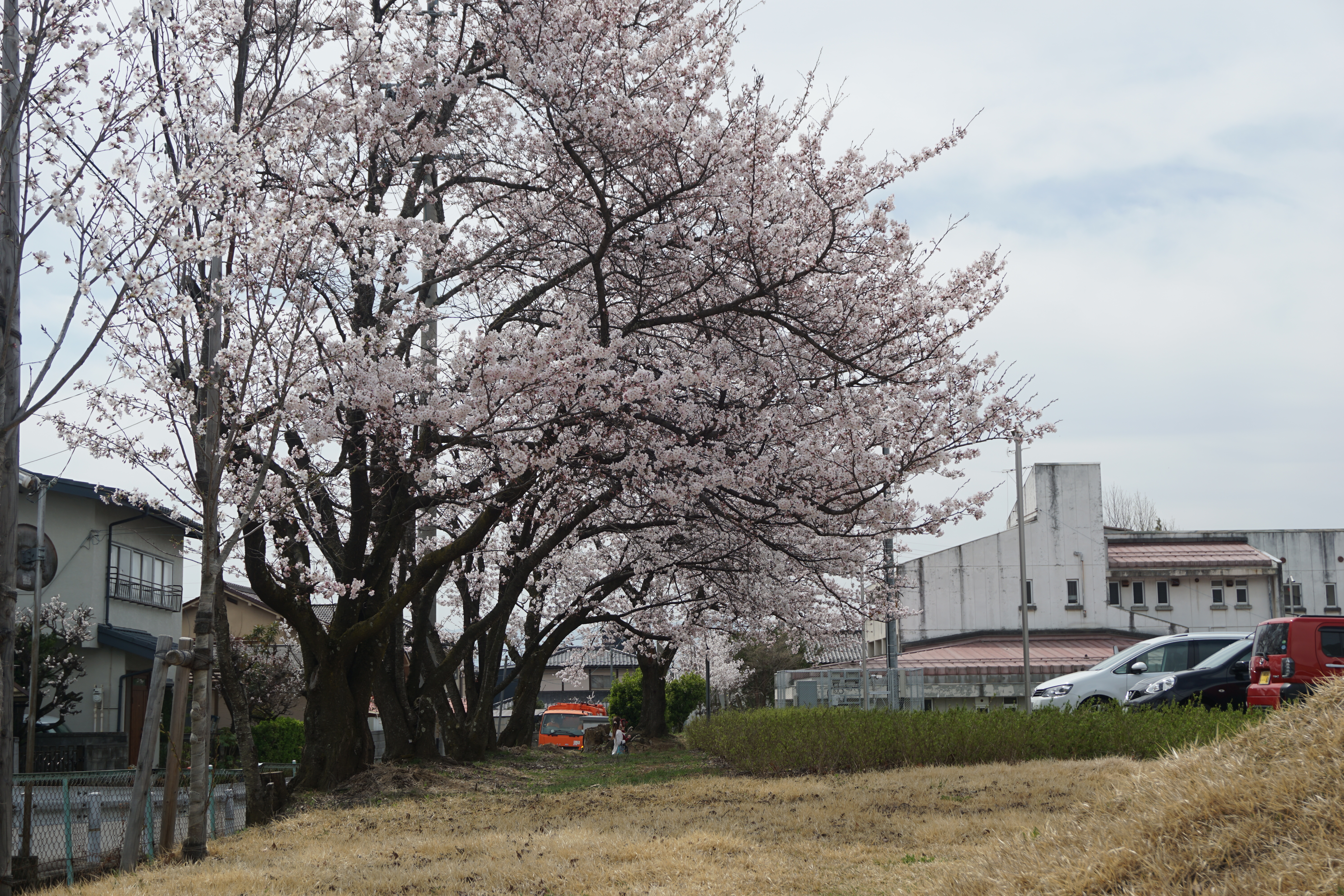 4月11日に撮影した桜