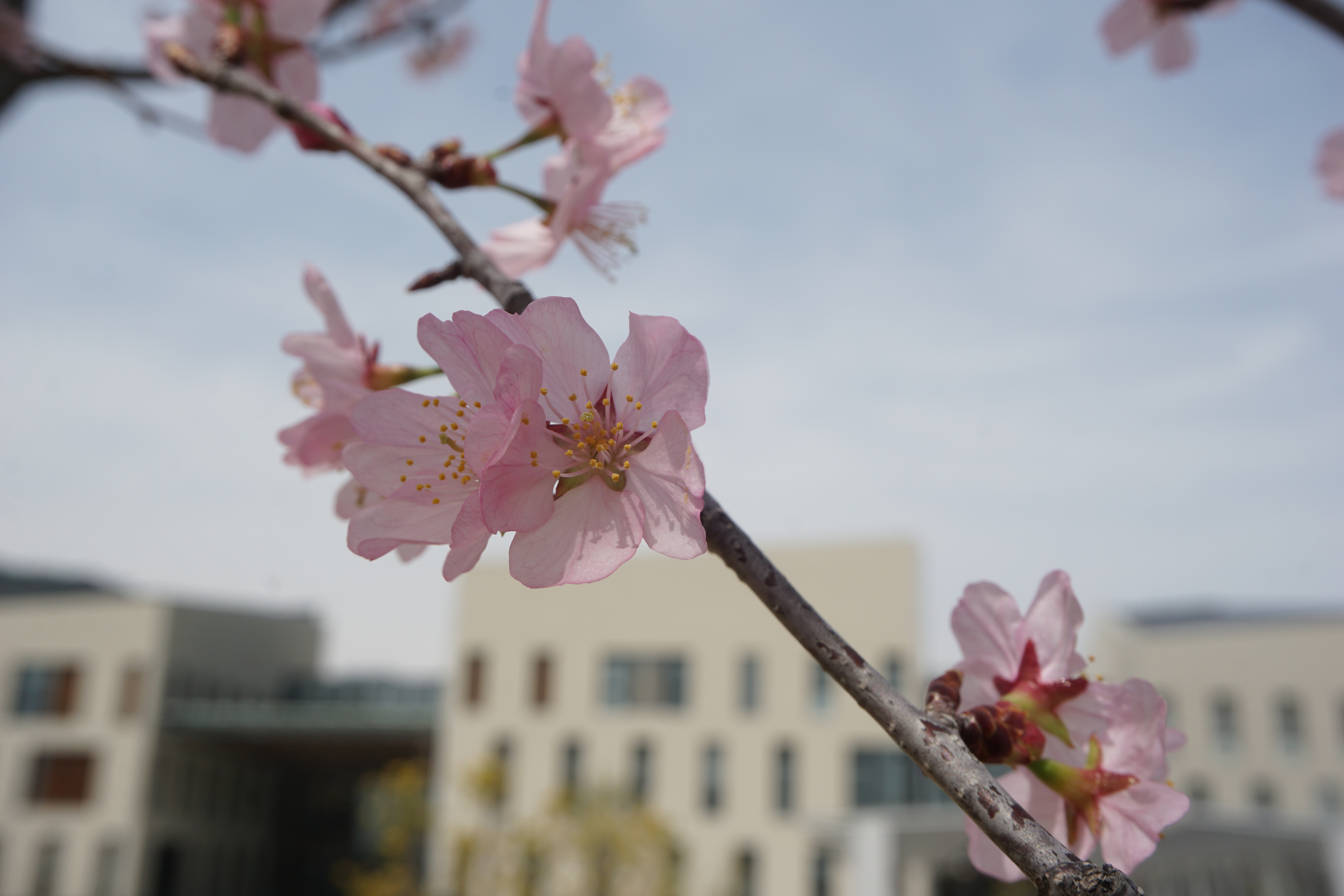 4月13日に撮影した桜