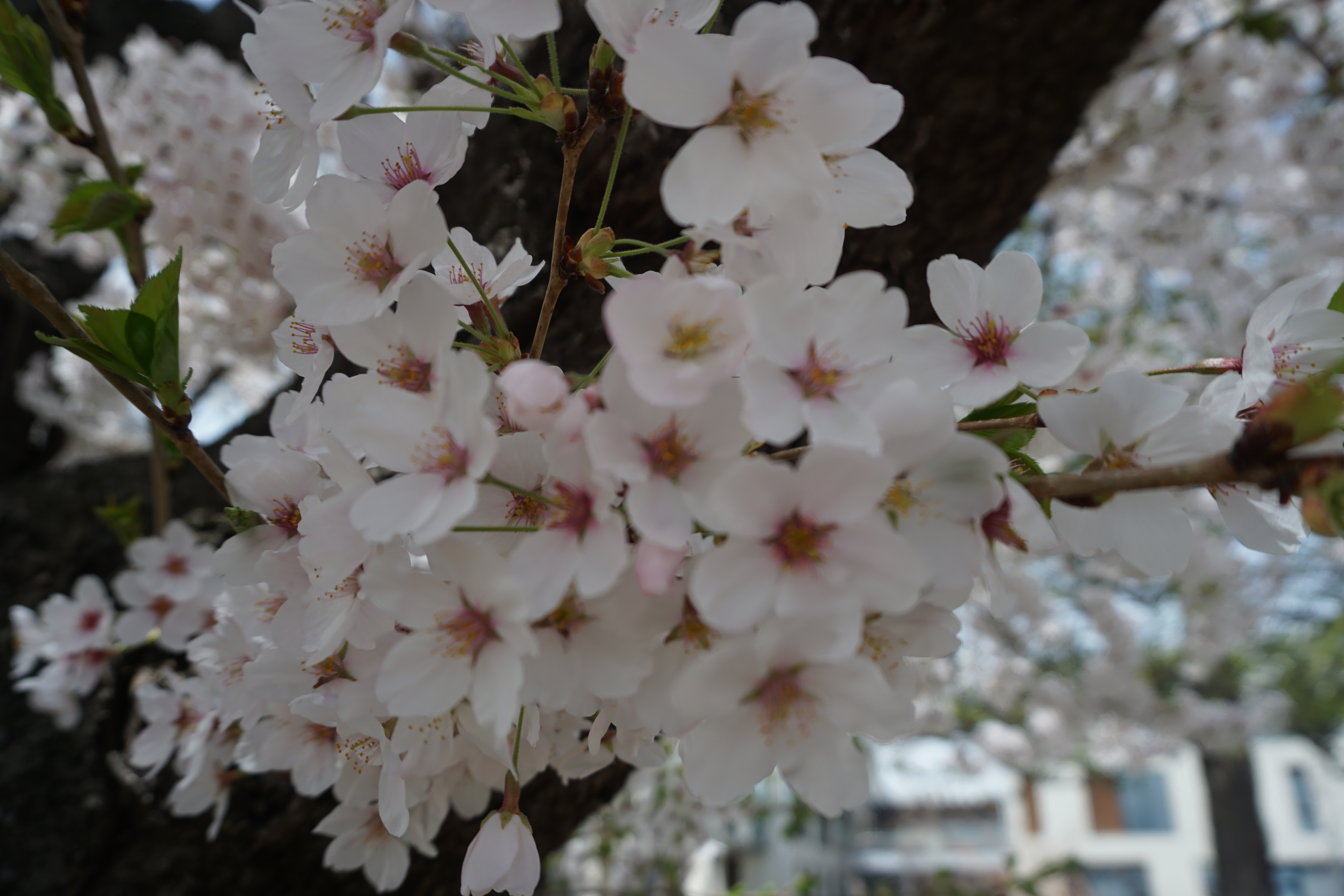 4月13日に撮影した桜