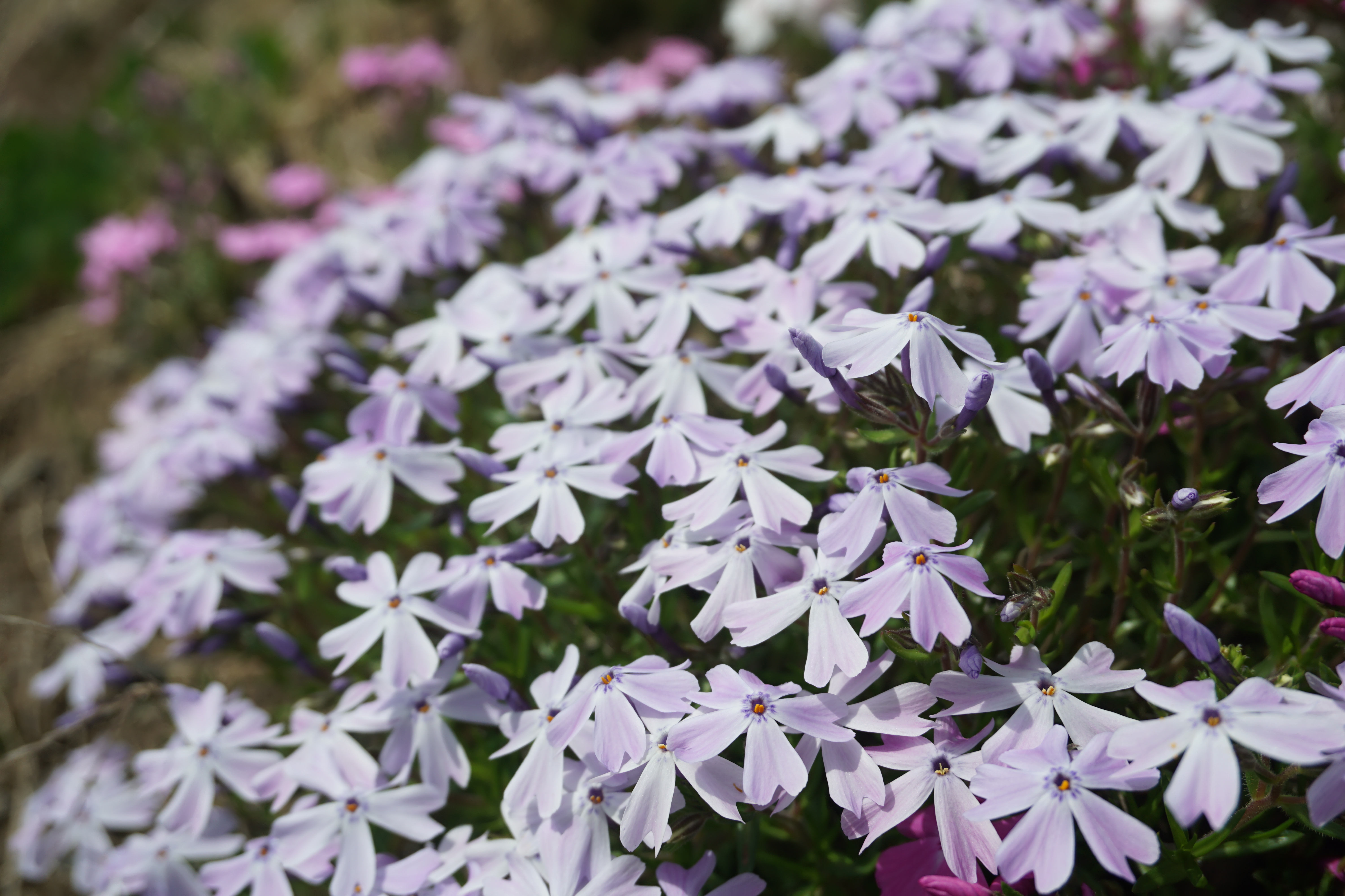 キャンパス内に咲いている芝桜