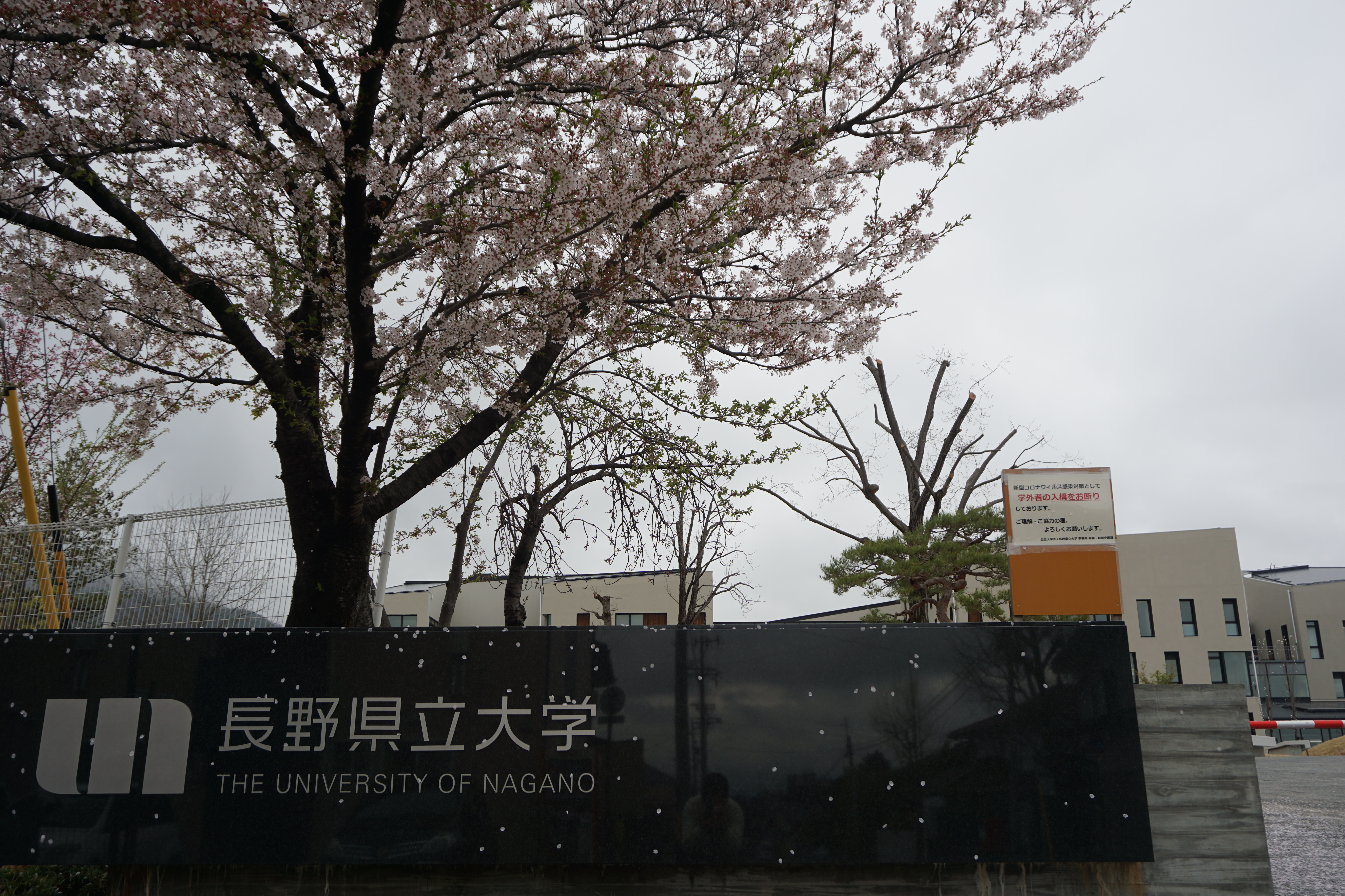 4月15日に撮影した桜