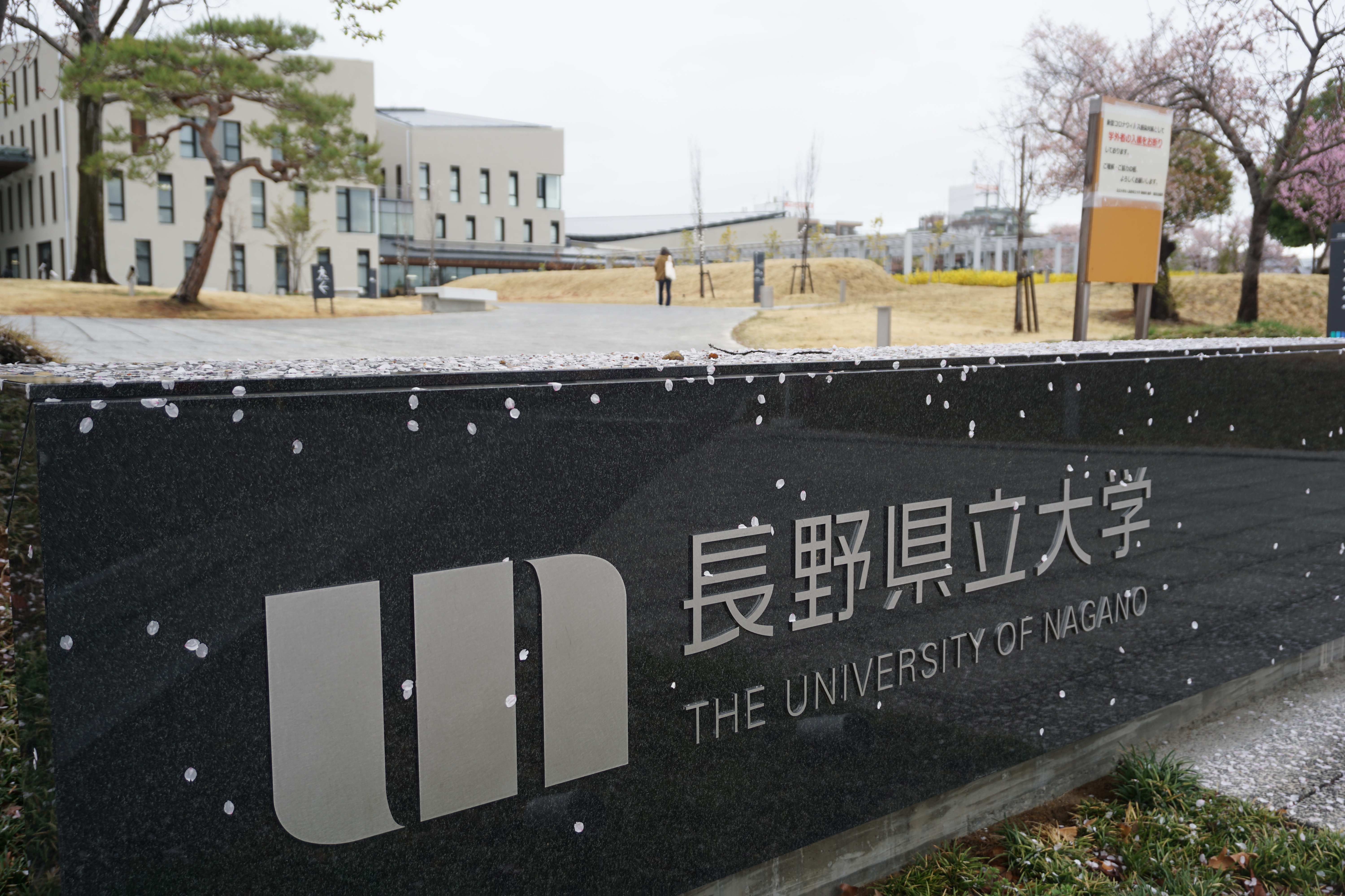 散った桜が正門に