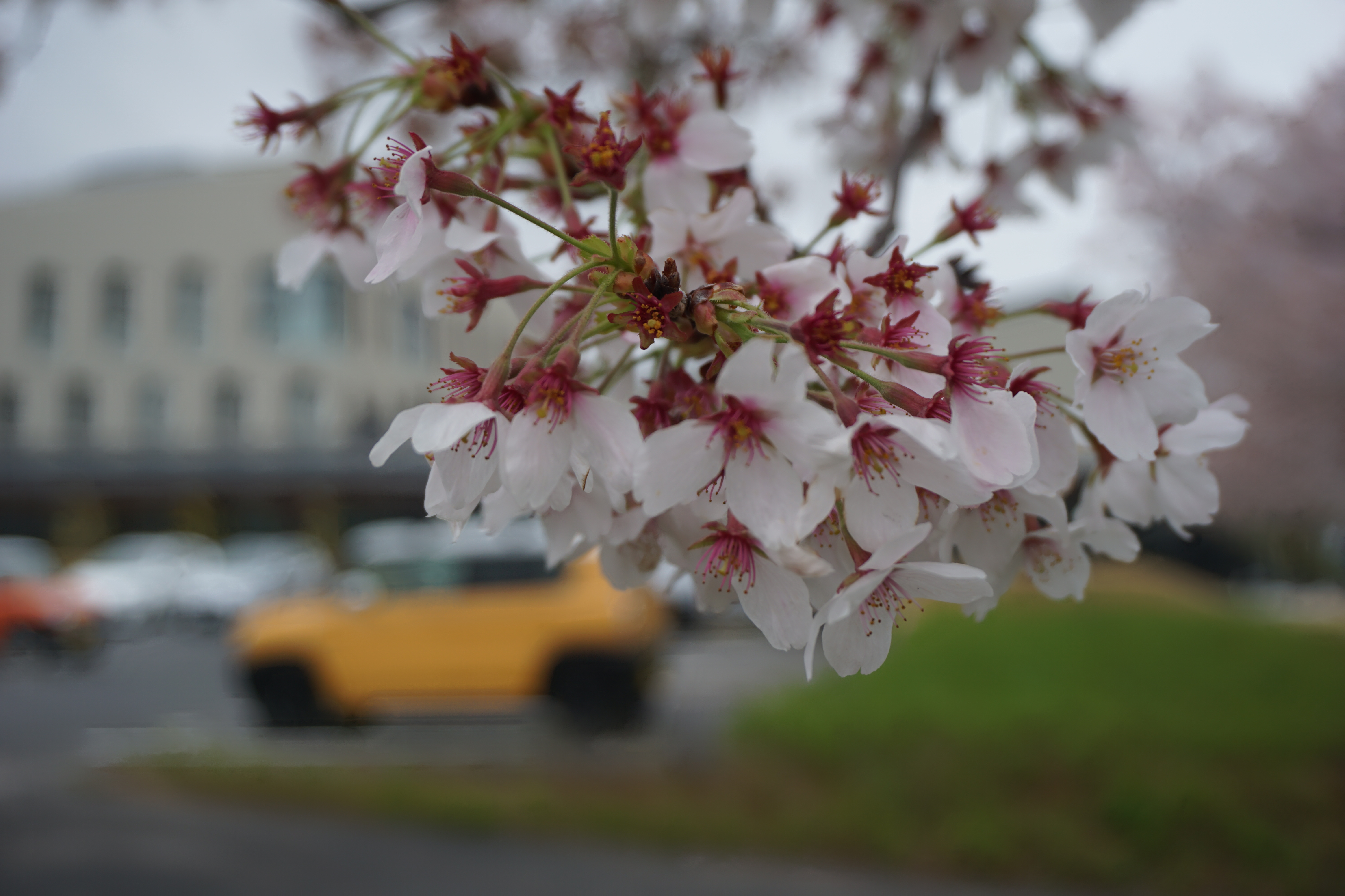落花盛んですがまだ残っている桜も