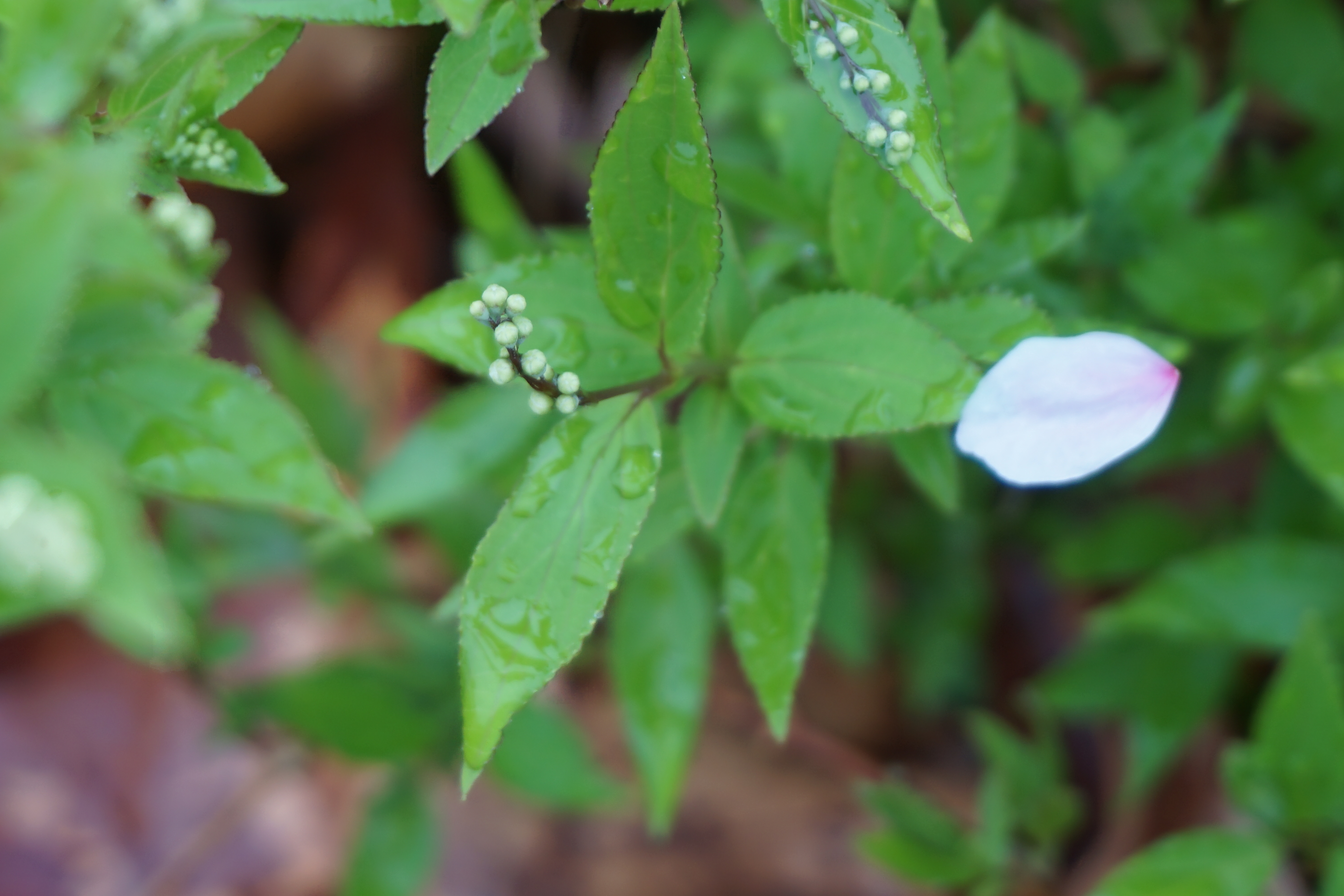 散った花びらと雨上がりの草木