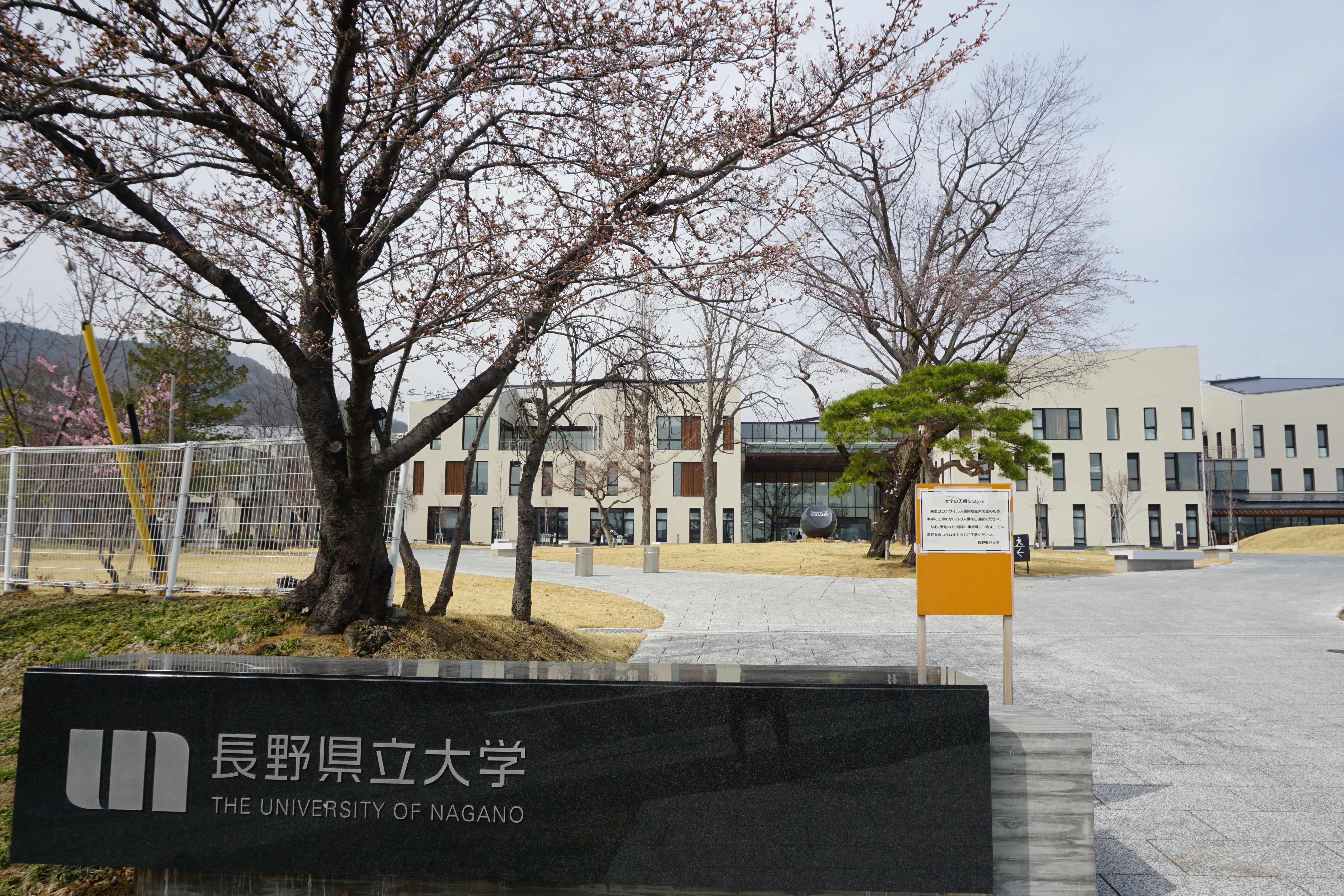 ソメイヨシノの開花を観測