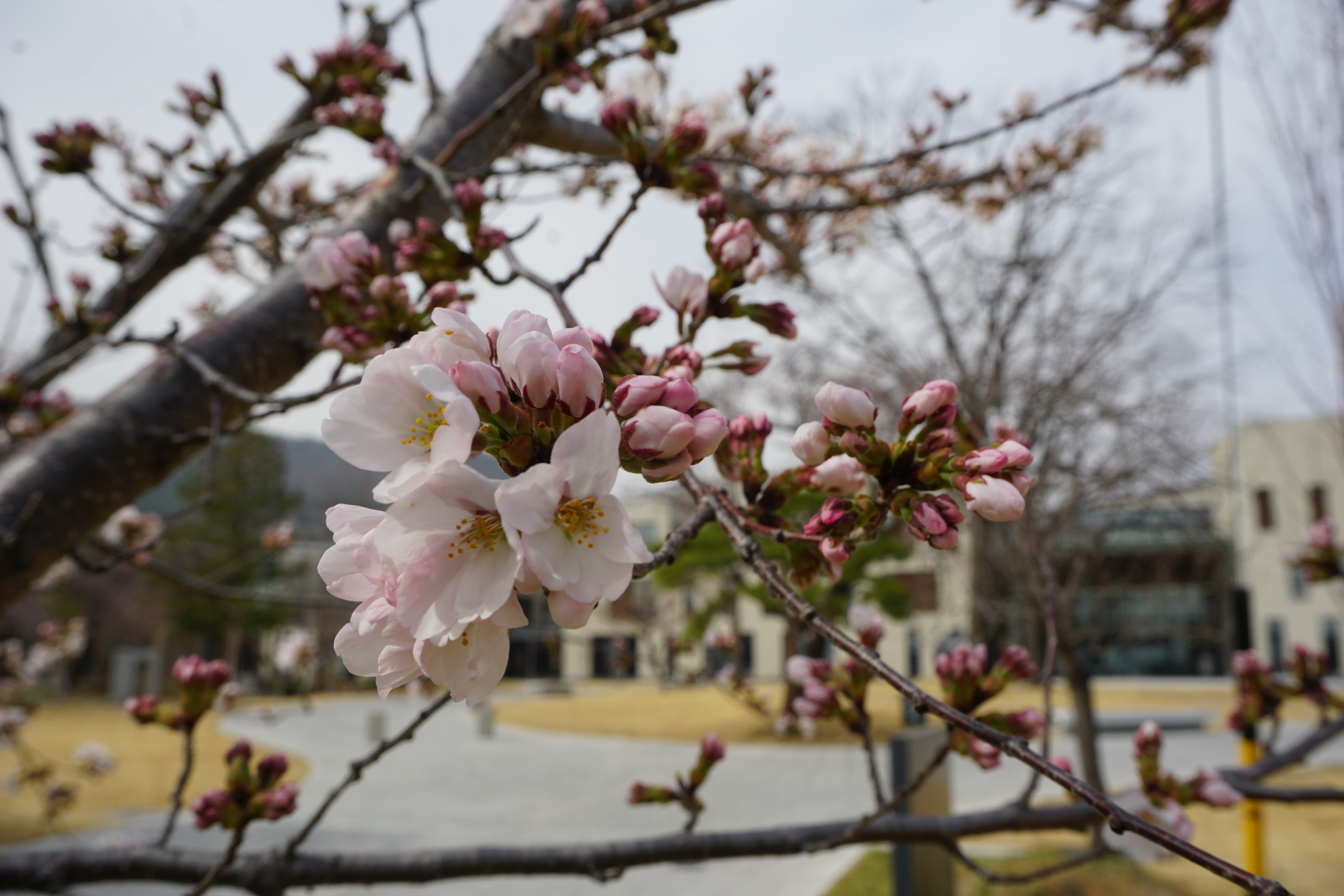 3月30日撮影した桜