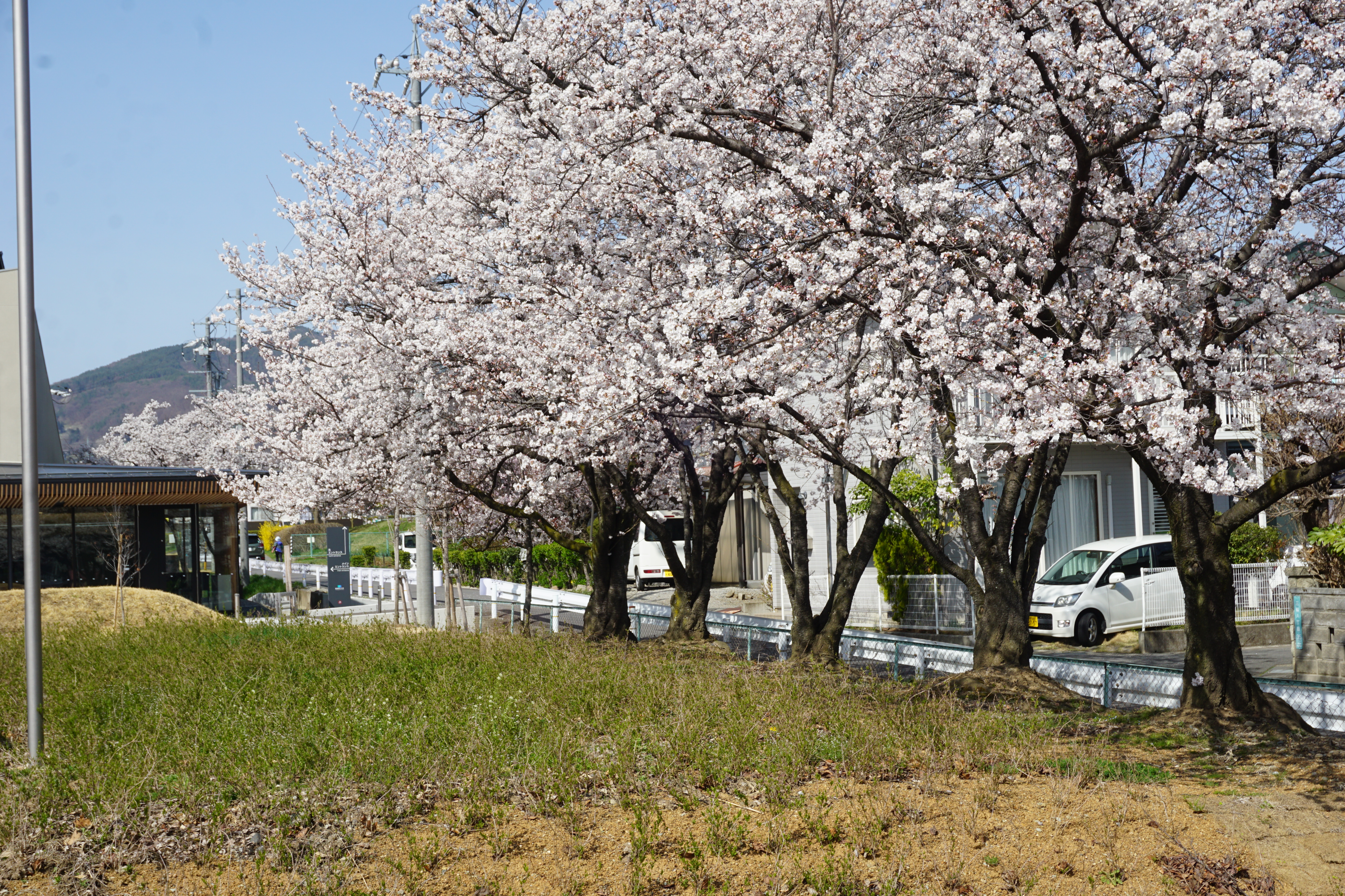 4月1日撮影した桜