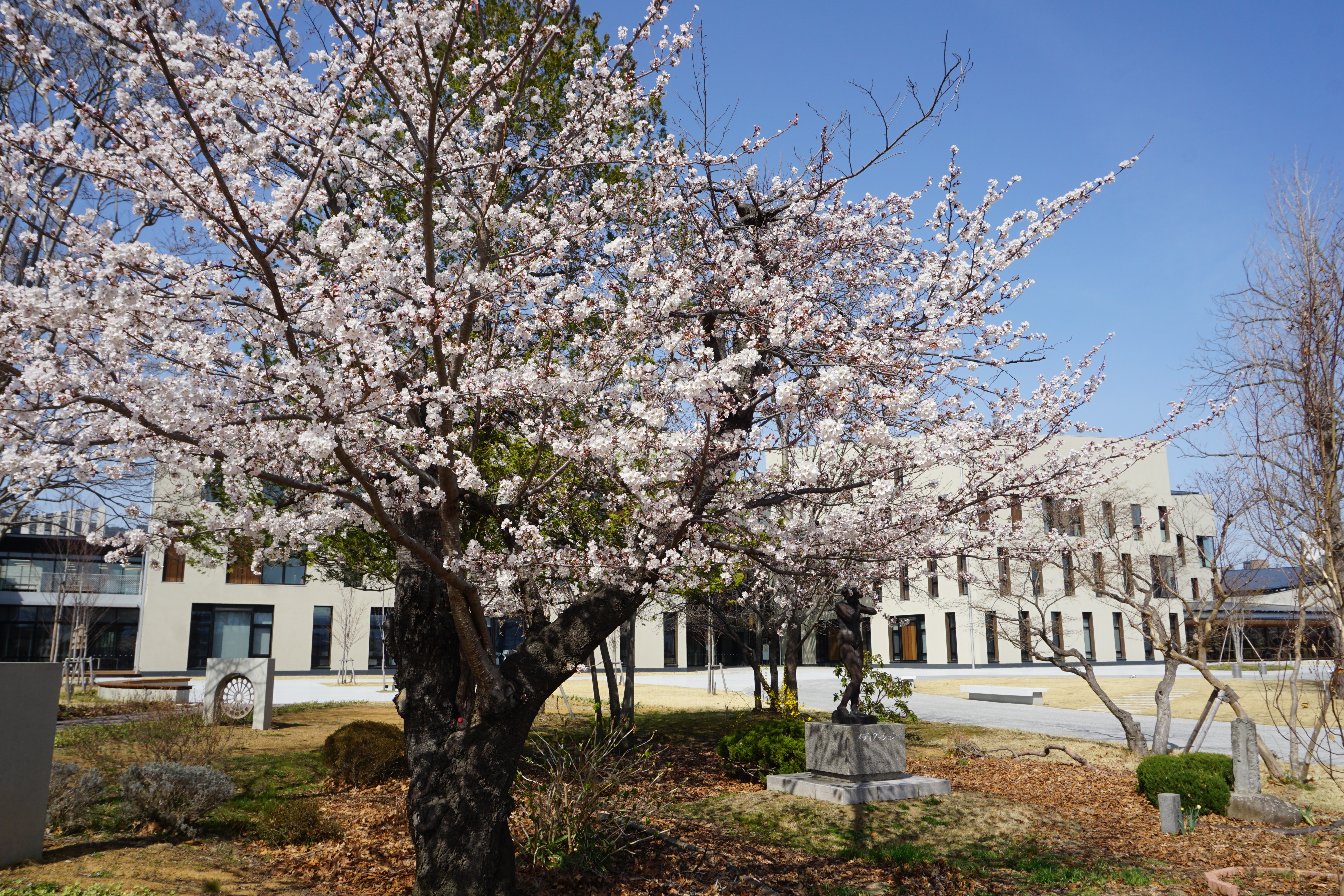 4月1日撮影した桜