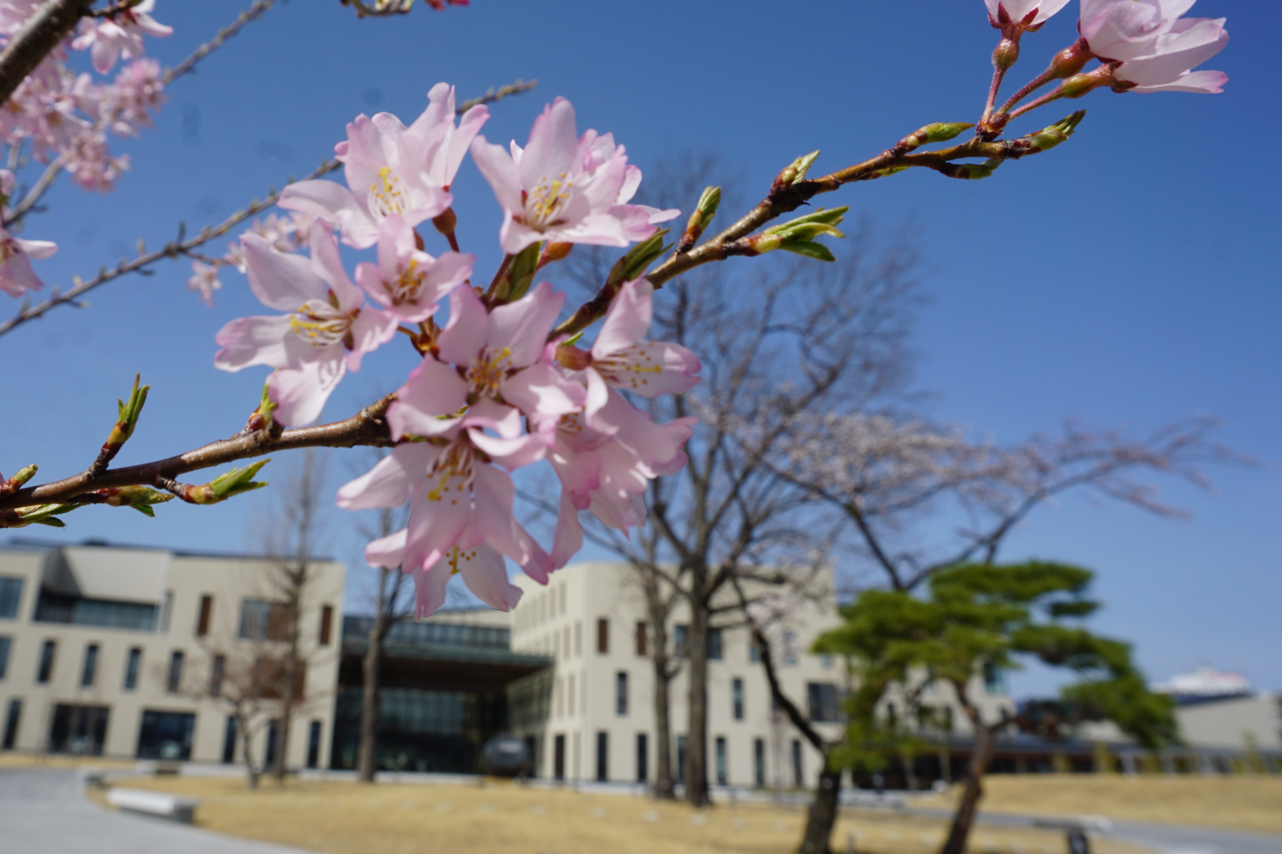 4月1日撮影した桜
