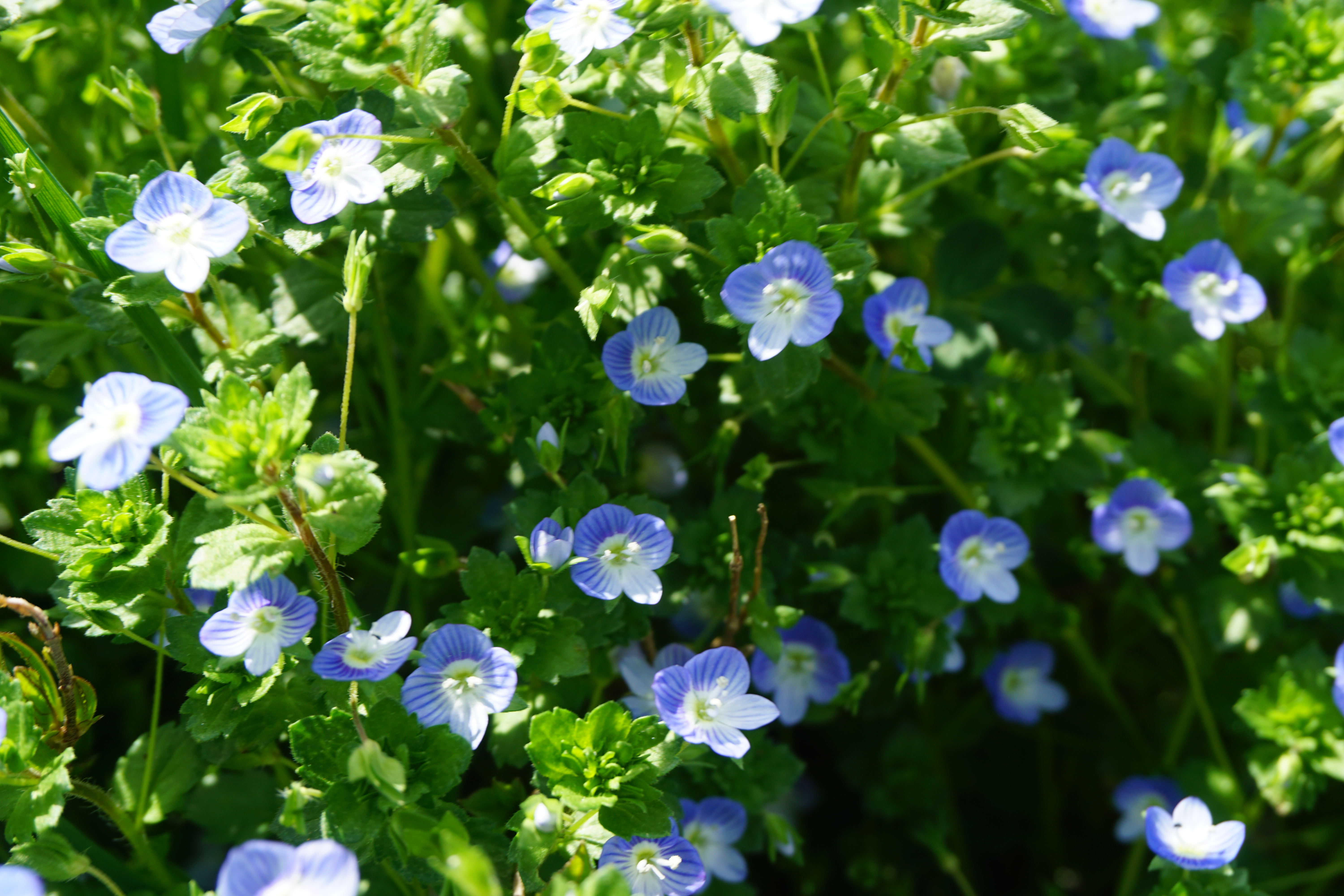 キャンパスに咲く草花