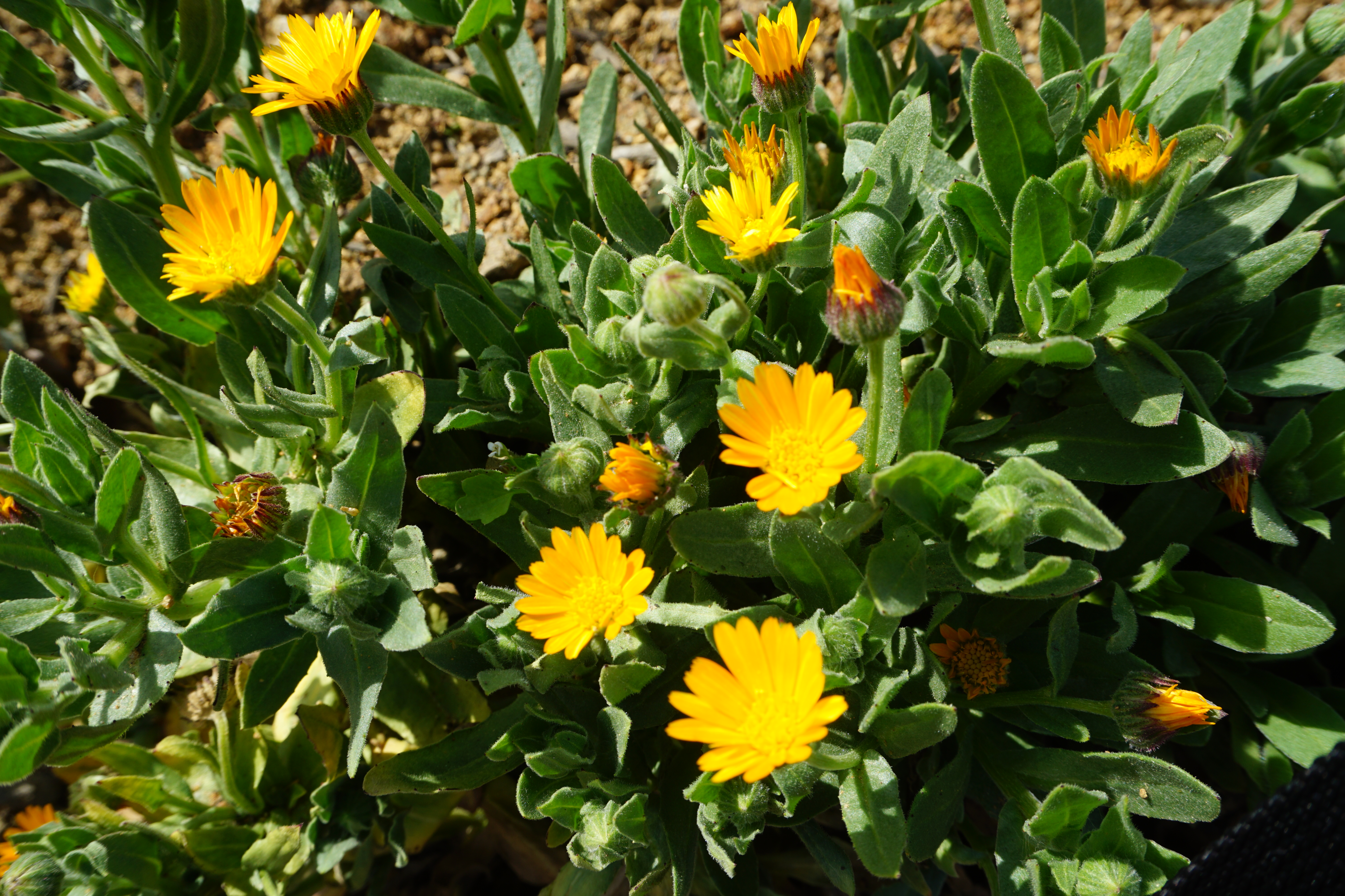キャンパスに咲く草花