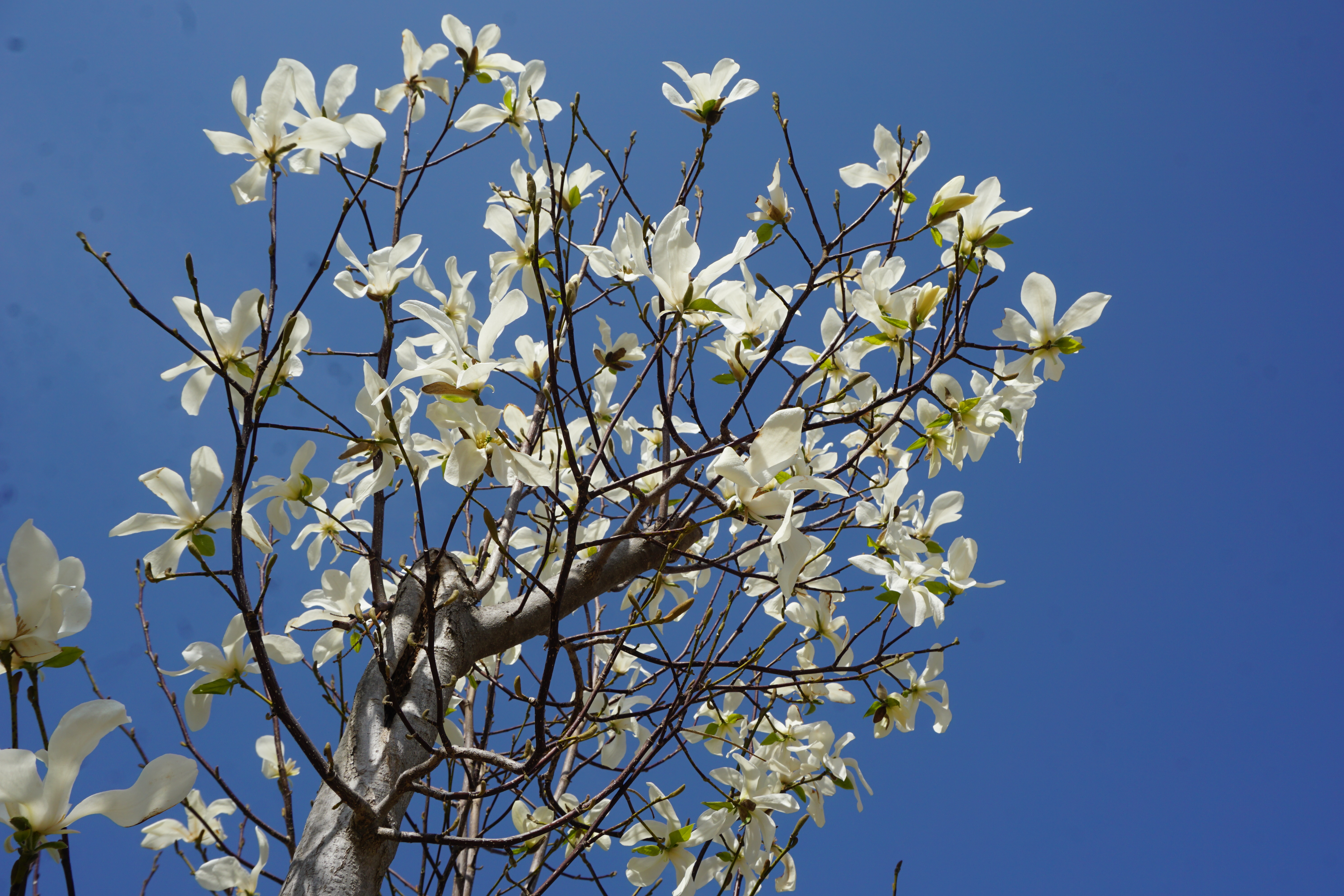 キャンパスに咲く草花