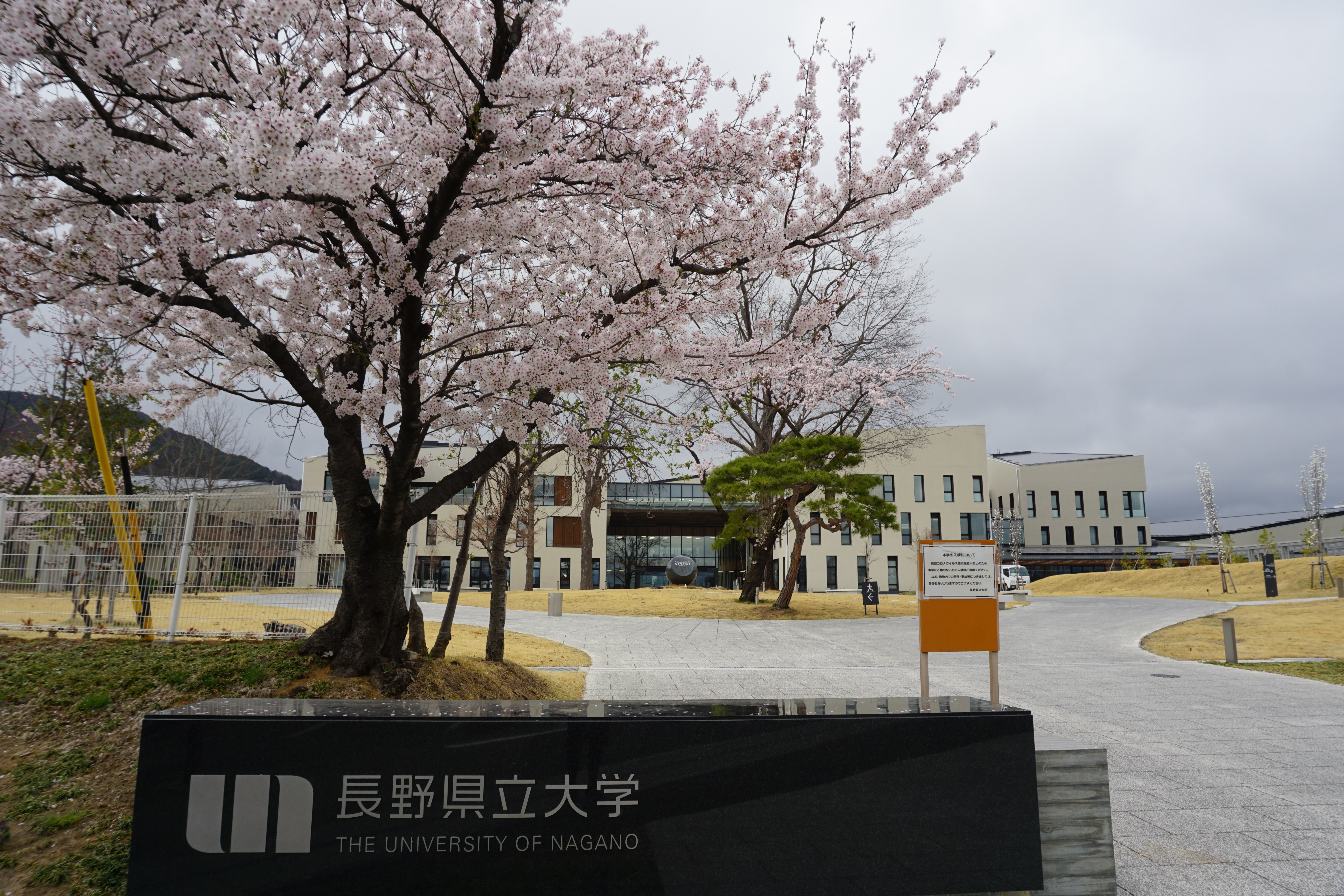 4月5日撮影した桜