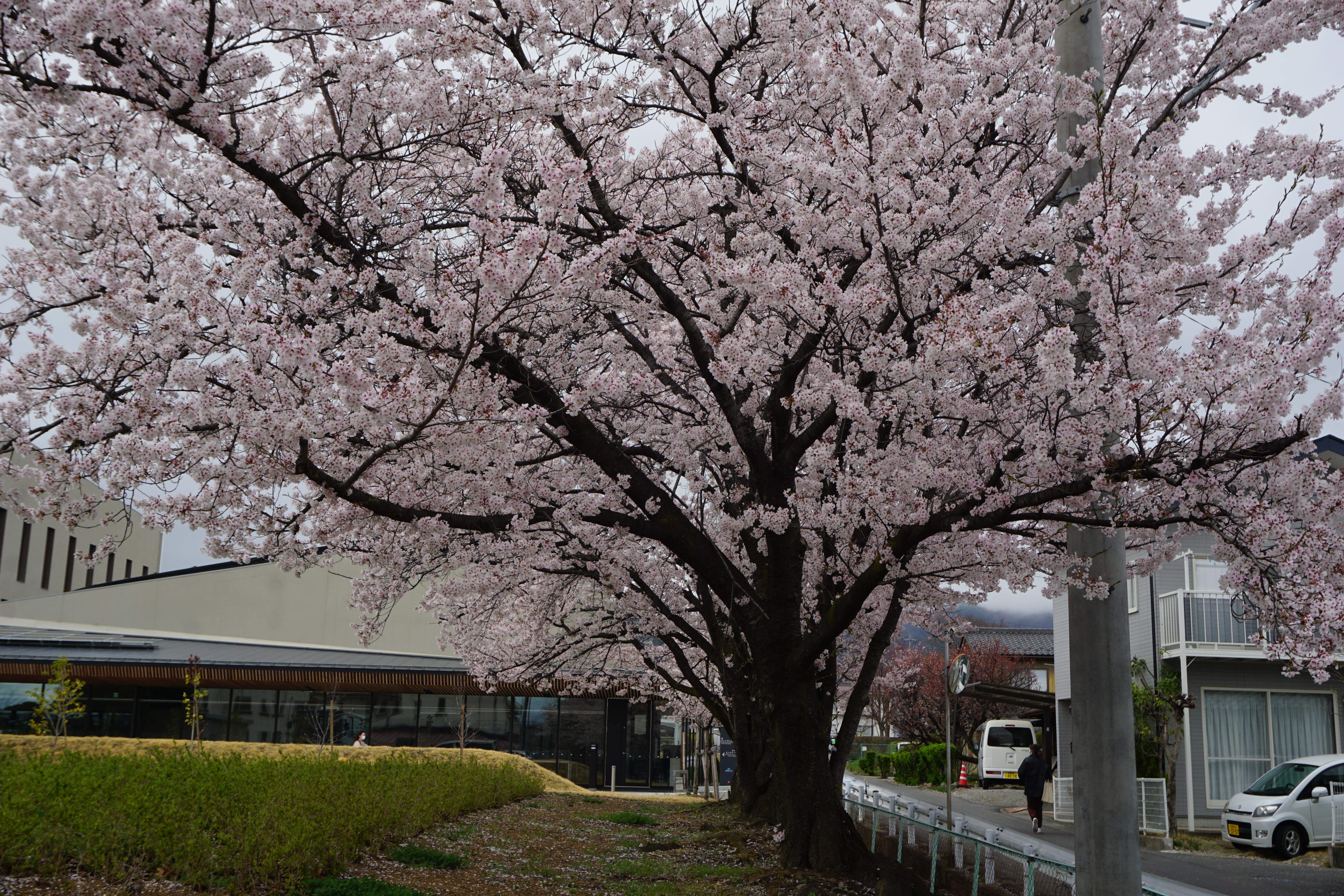 4月5日撮影した桜