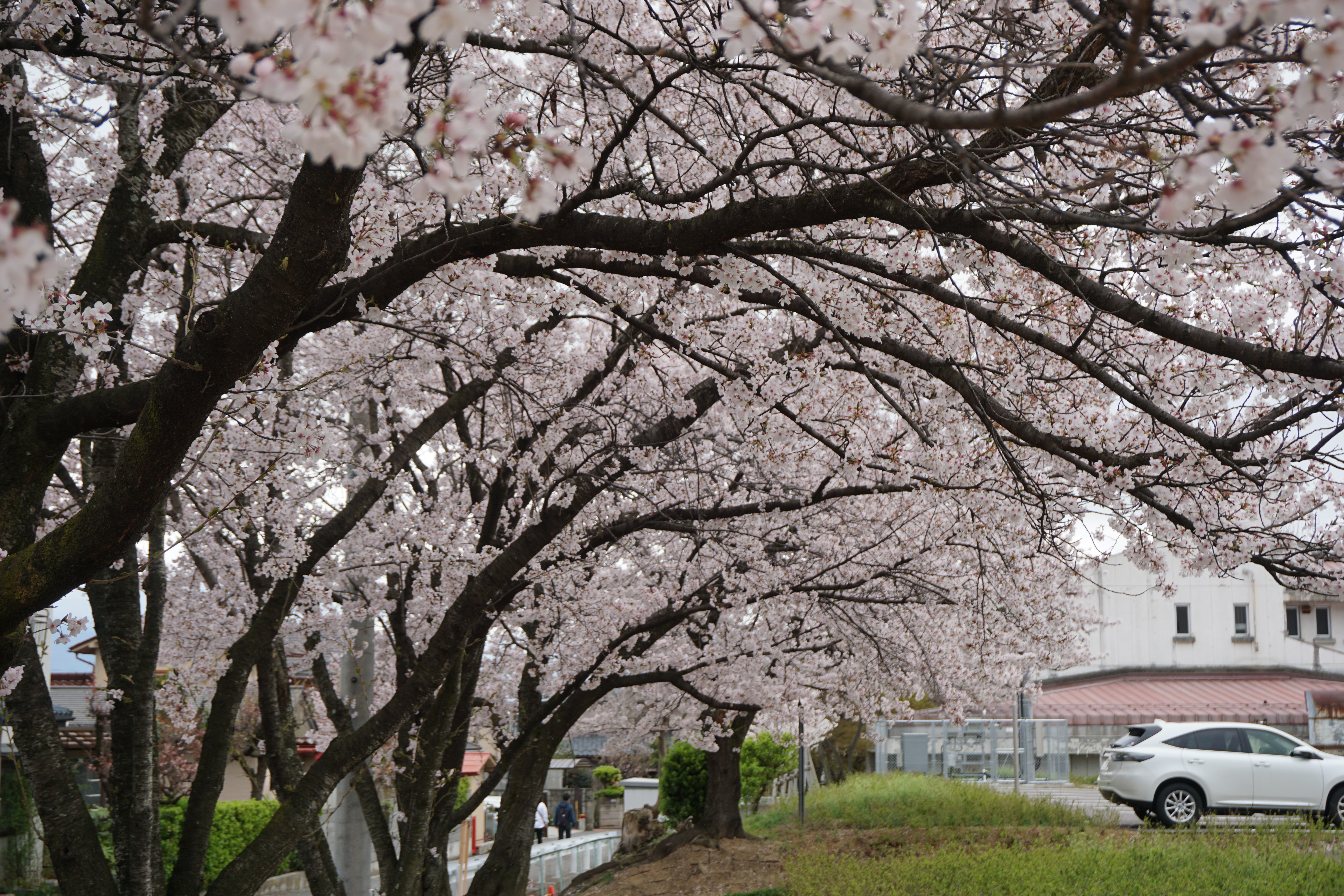 4月5日撮影した桜