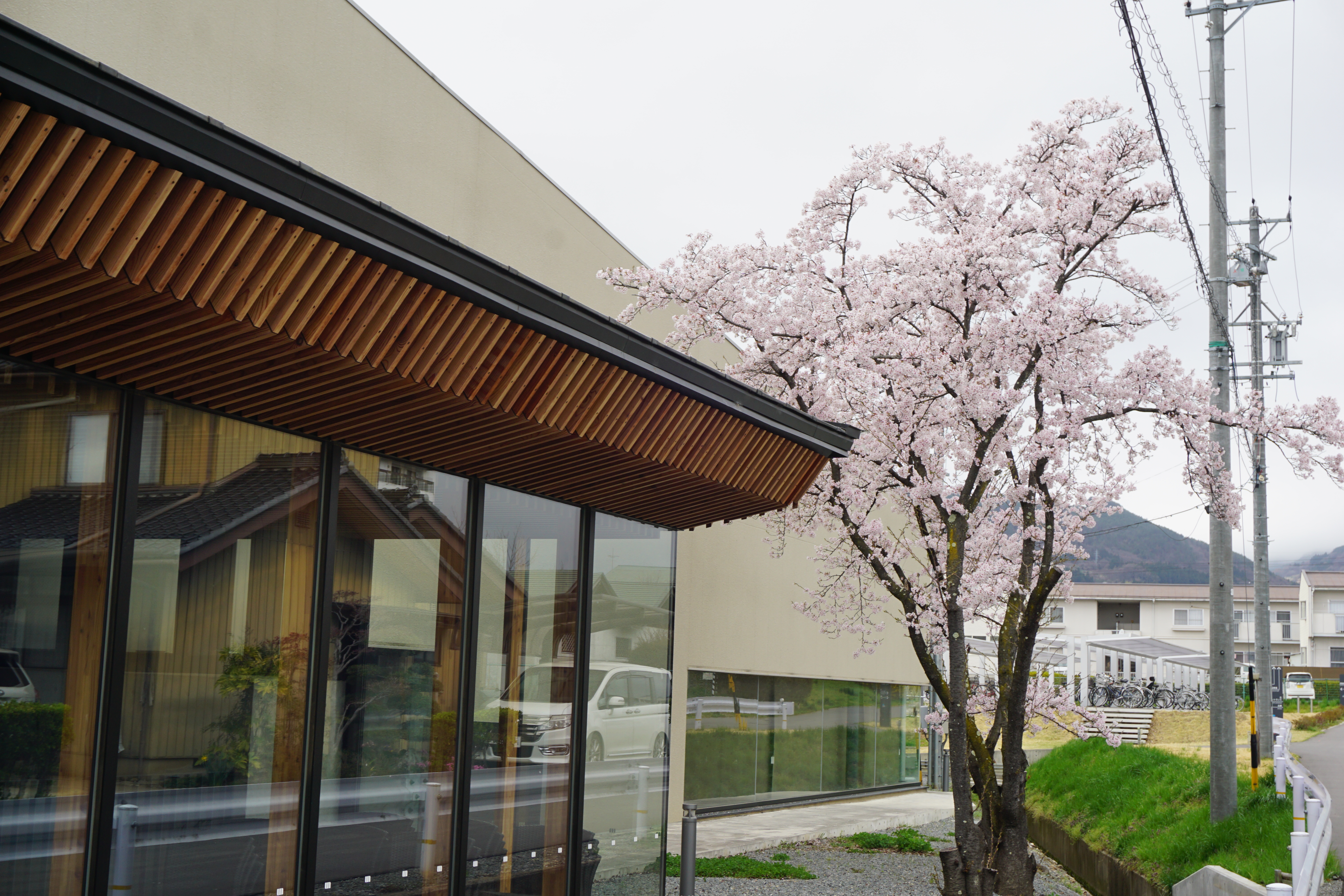 アリーナ横の桜
