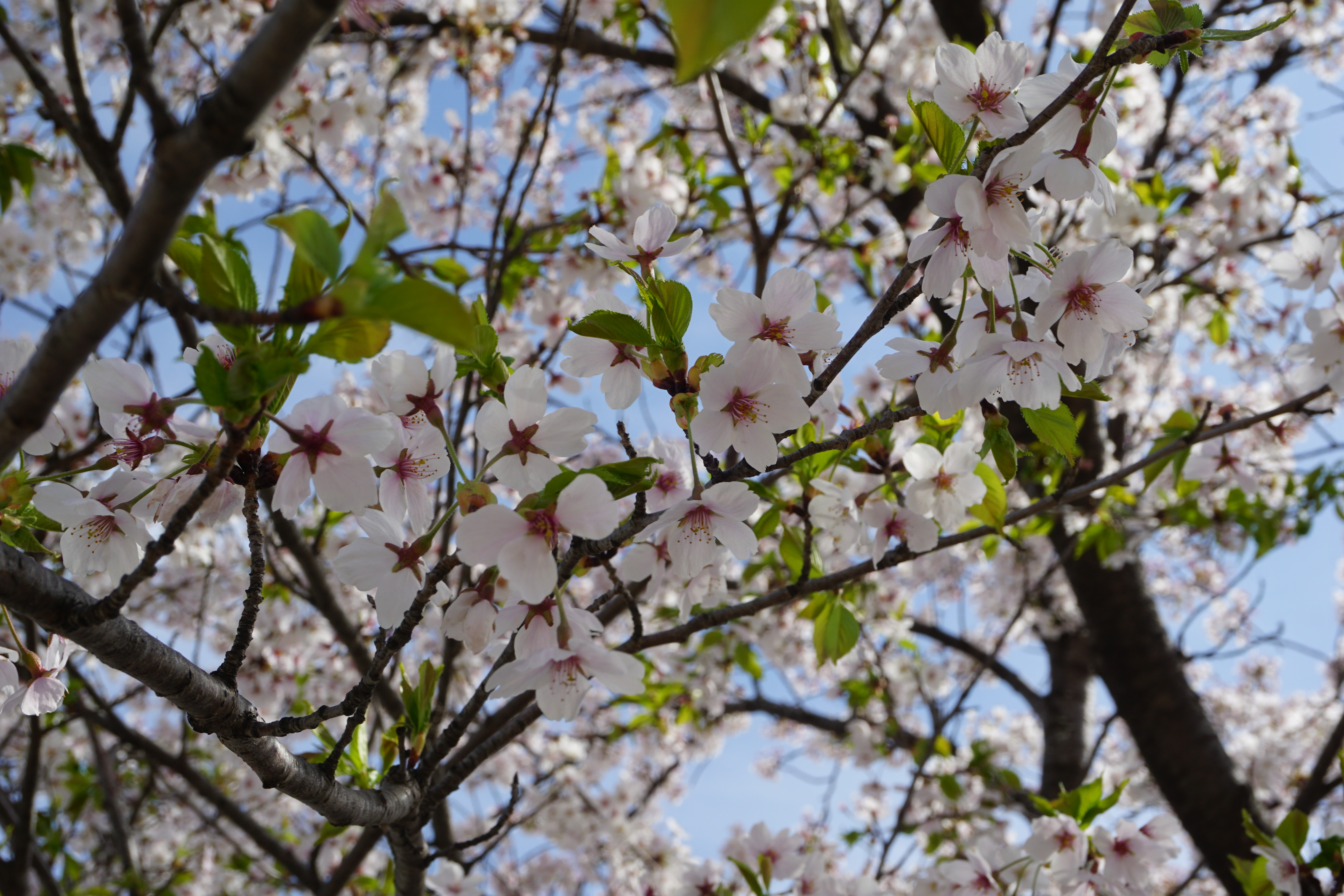 葉桜になりつつある桜