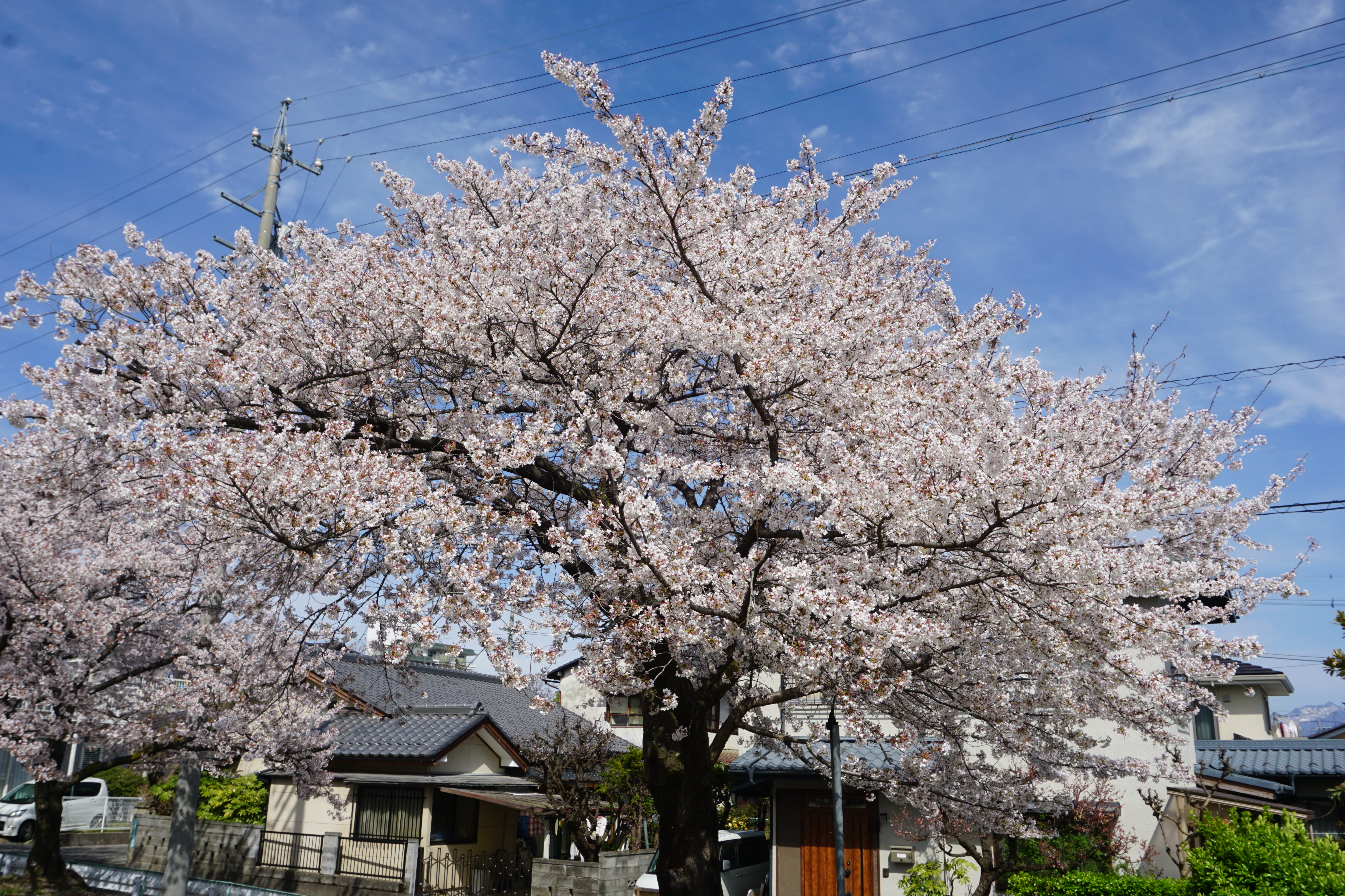 桜のバックの青空がきれいです