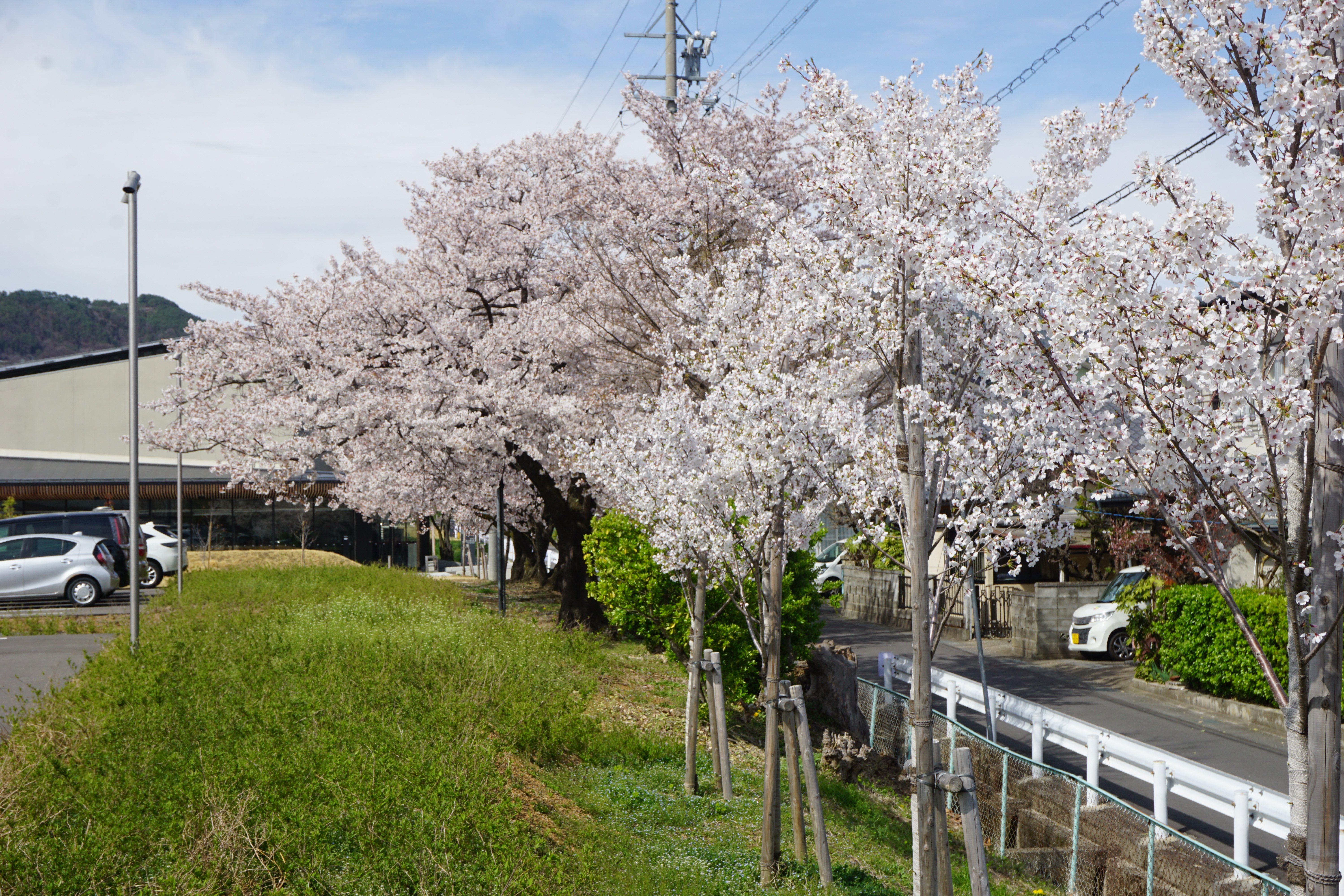 ほぼ満開の桜