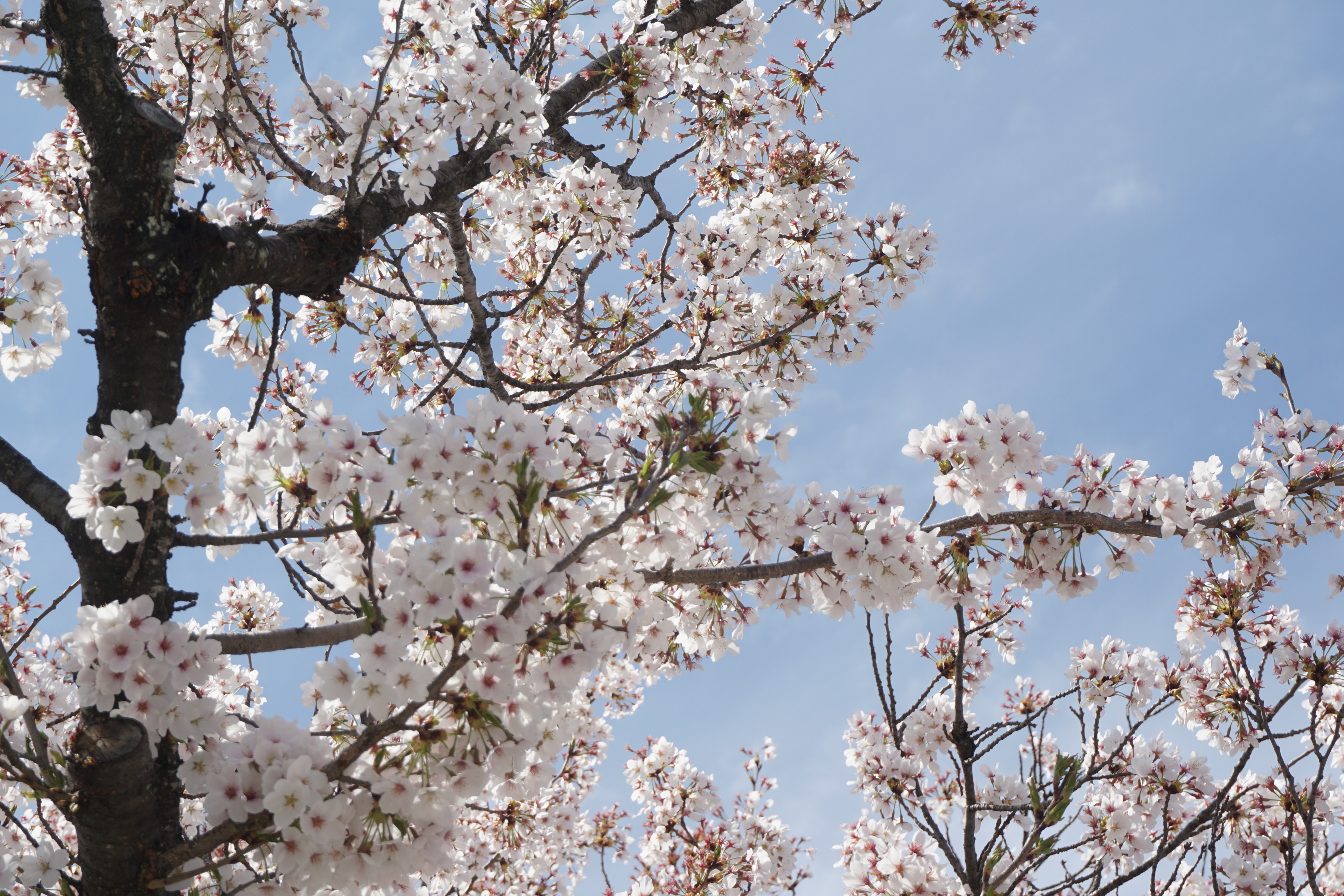 ほぼ満開の桜