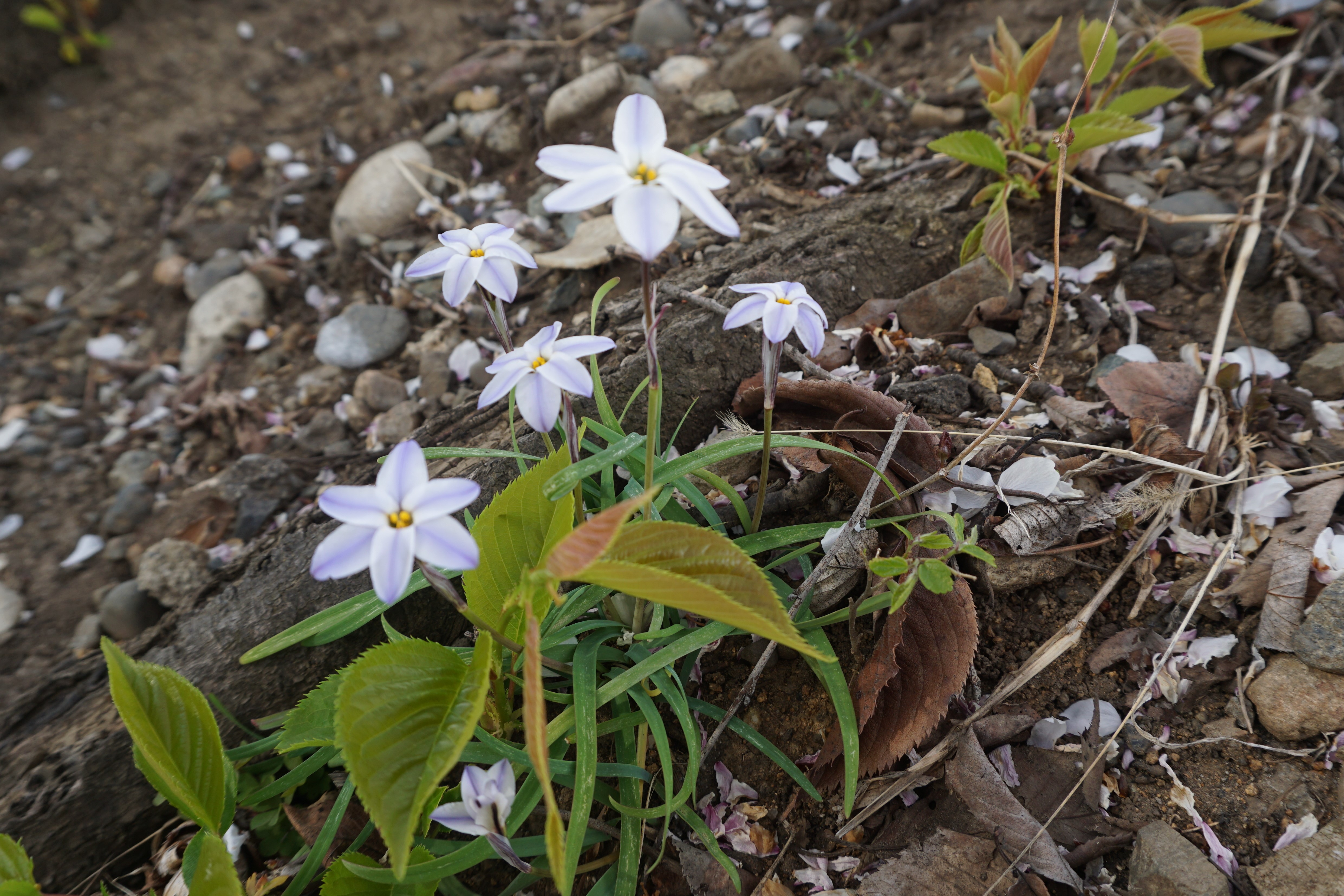キャンパスに咲く草花
