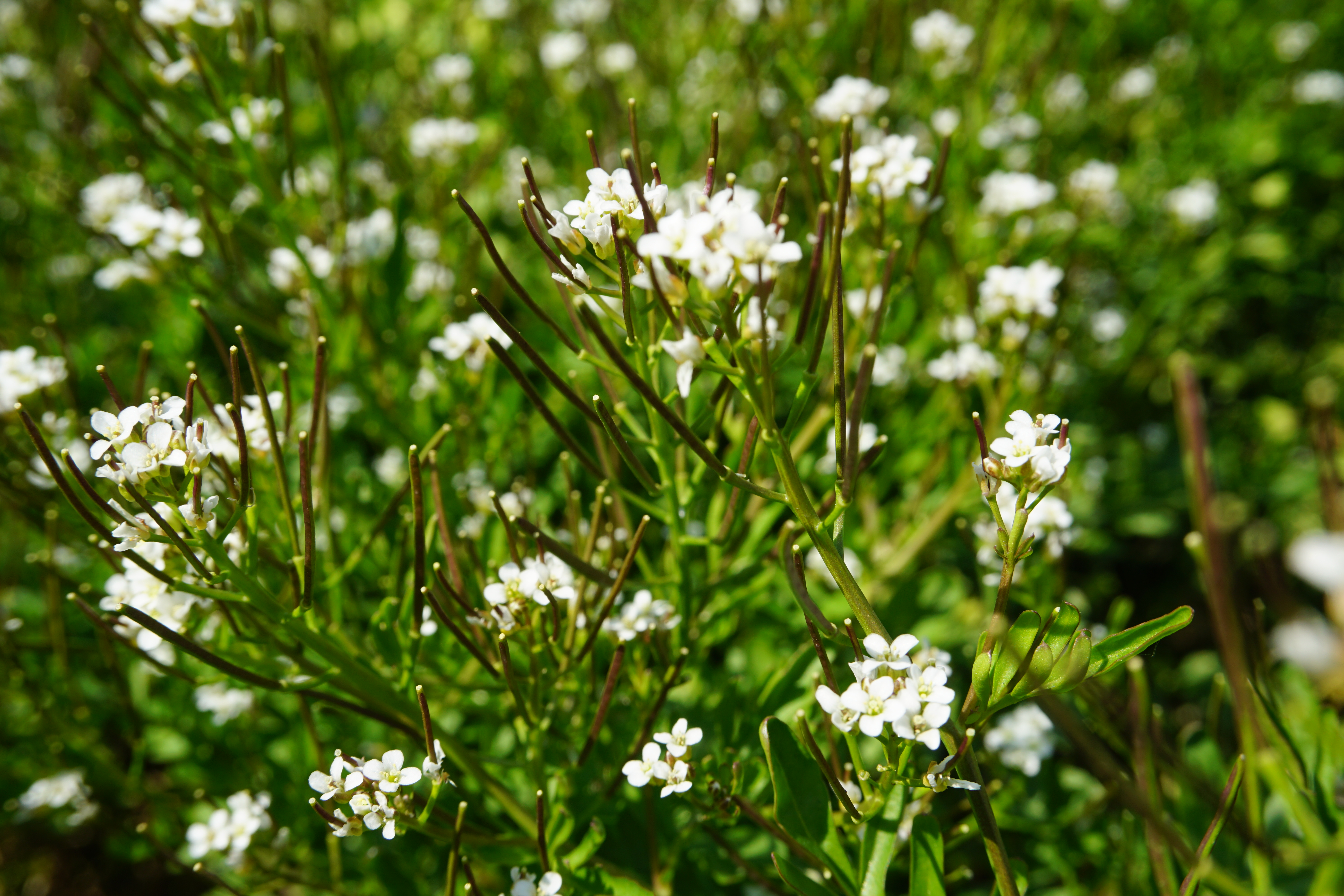 キャンパスに咲く草花