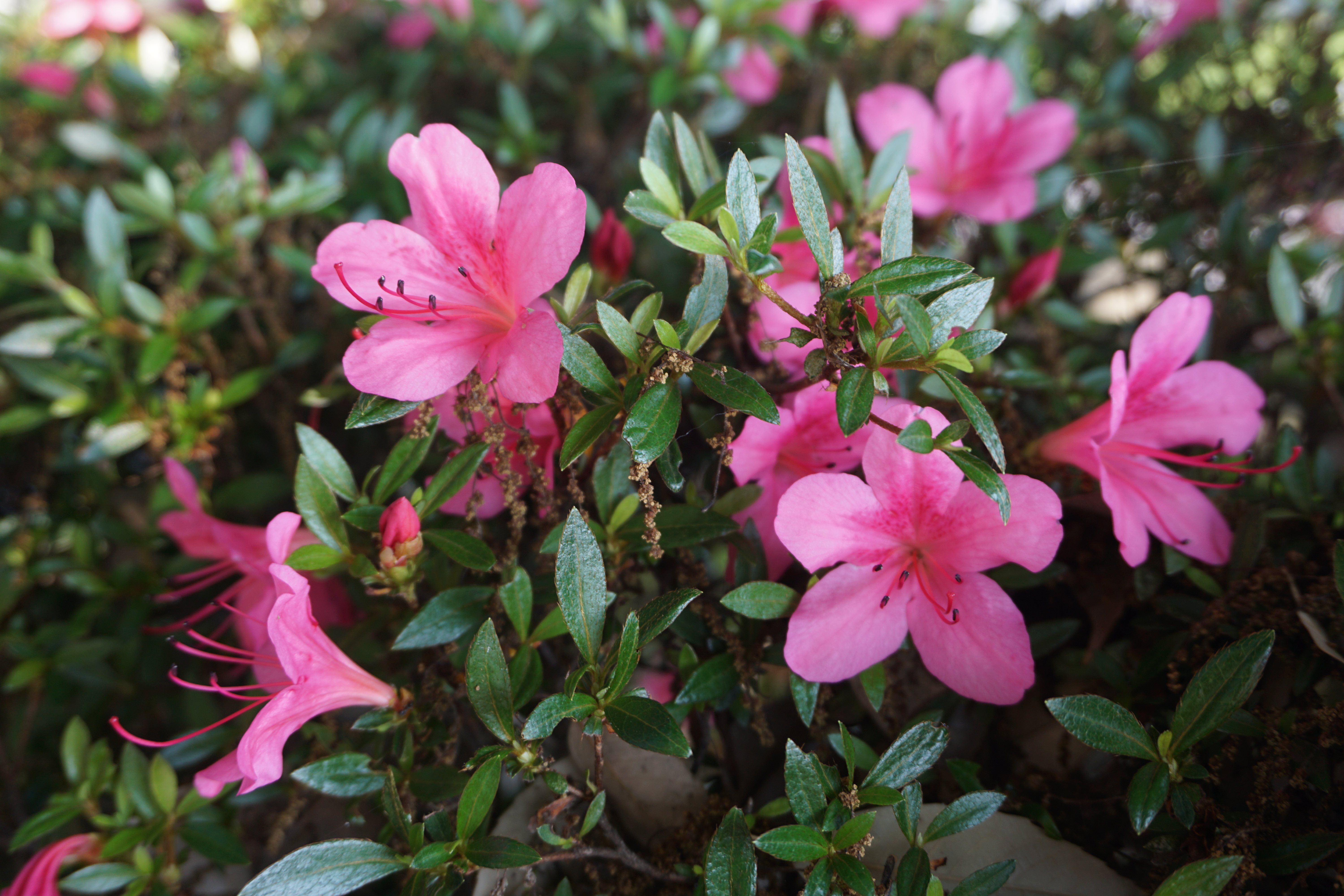 サツキの花
